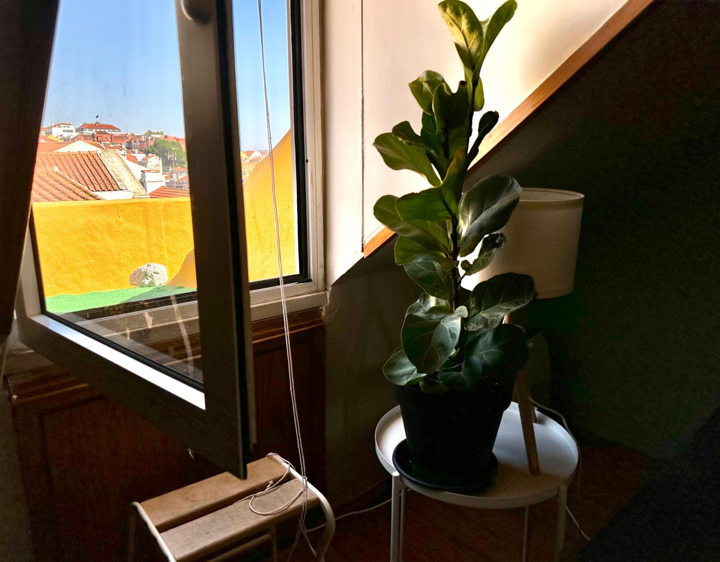 Parliament Ficus Studio view 3
