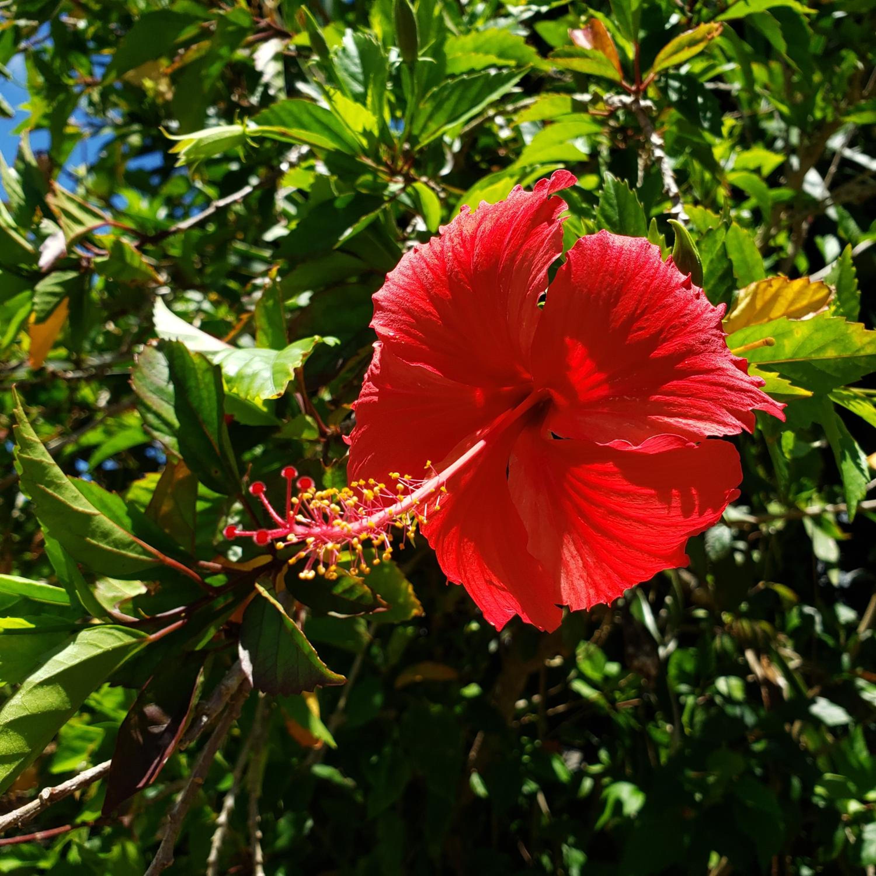 Hills Villa Miyakojima