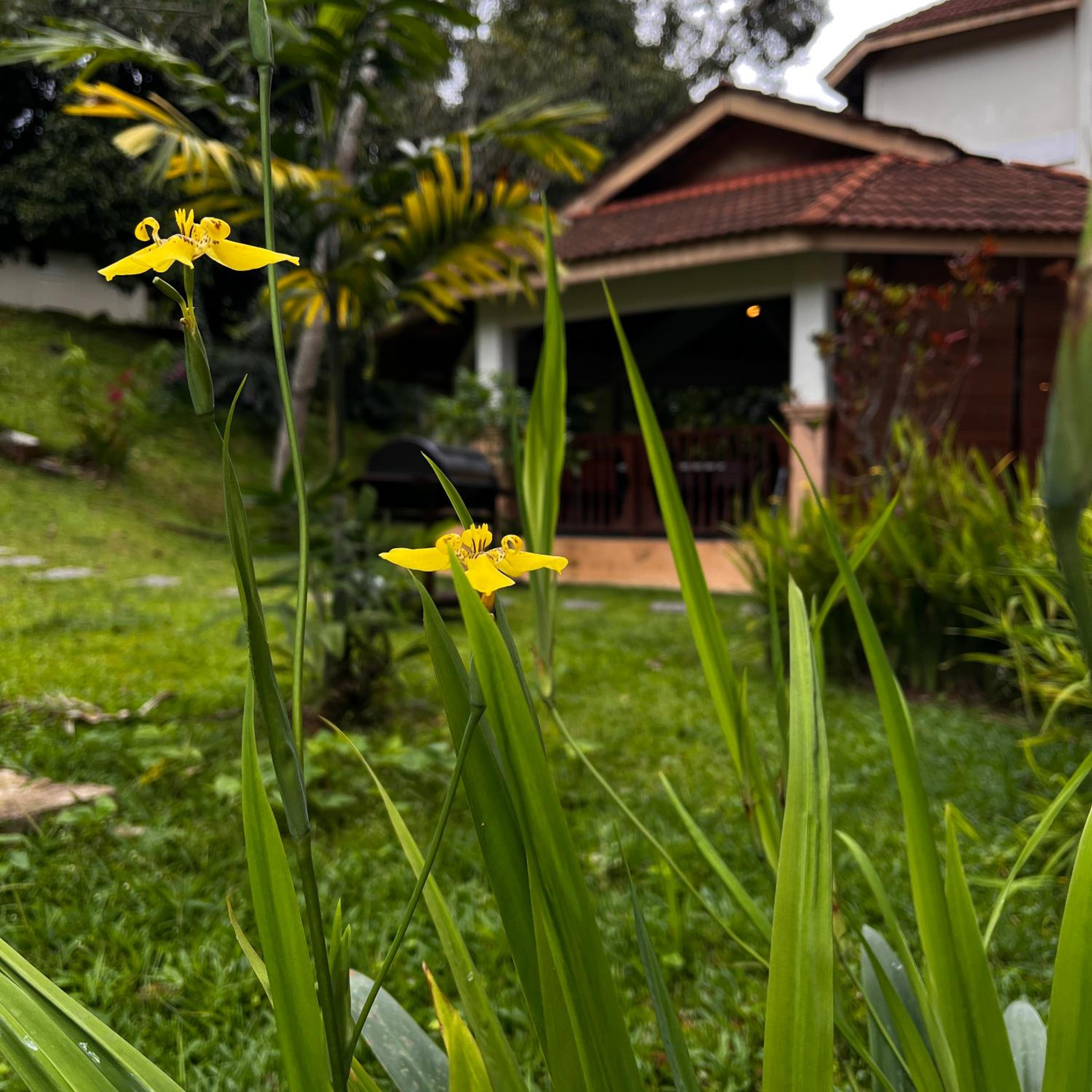Suria Resort Janda Baik, Bentong - 20