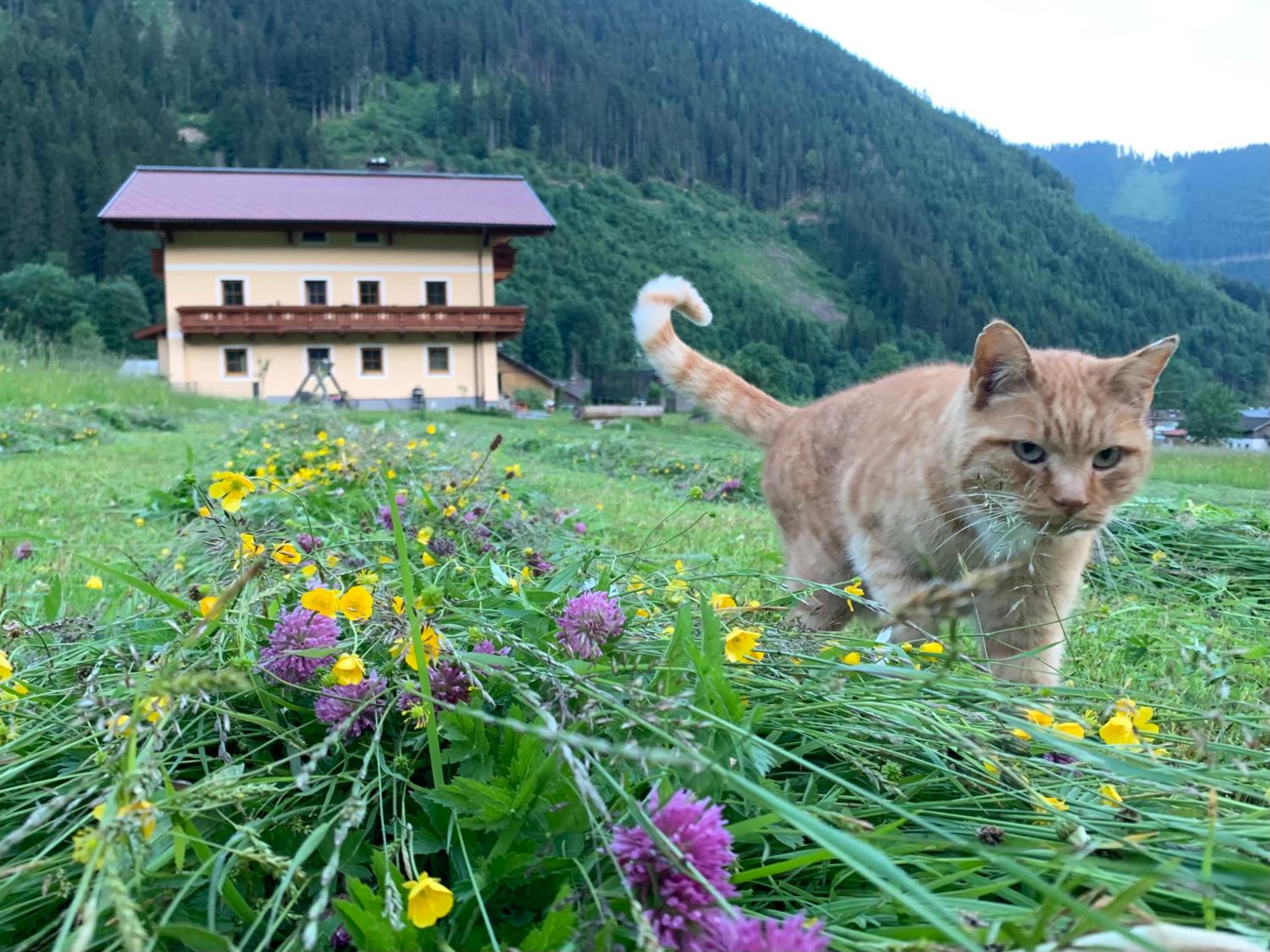 Alpen Appartements Oberlehengut - keine Haustiere - allergikerfreundlich
