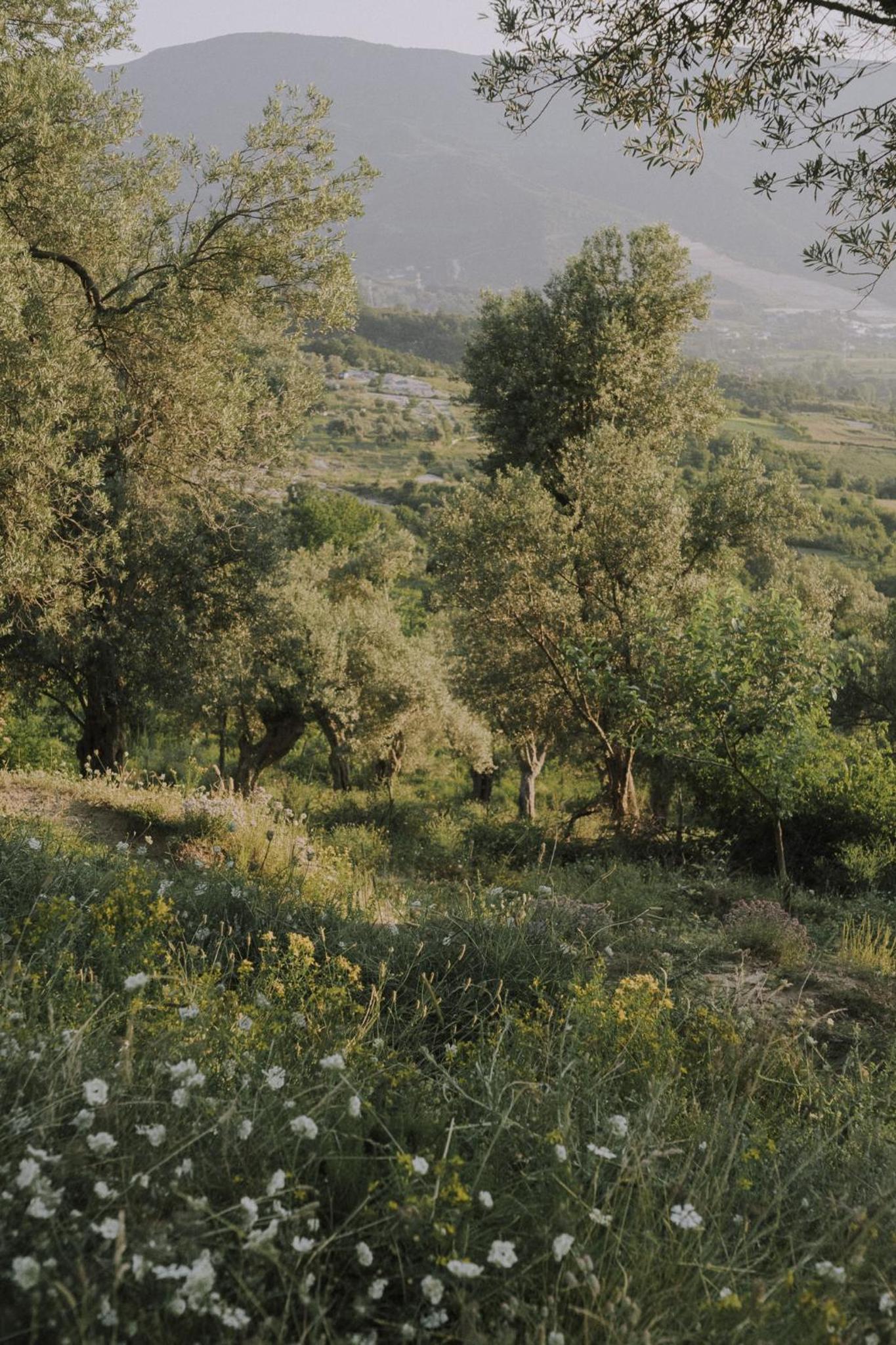 The house in the village