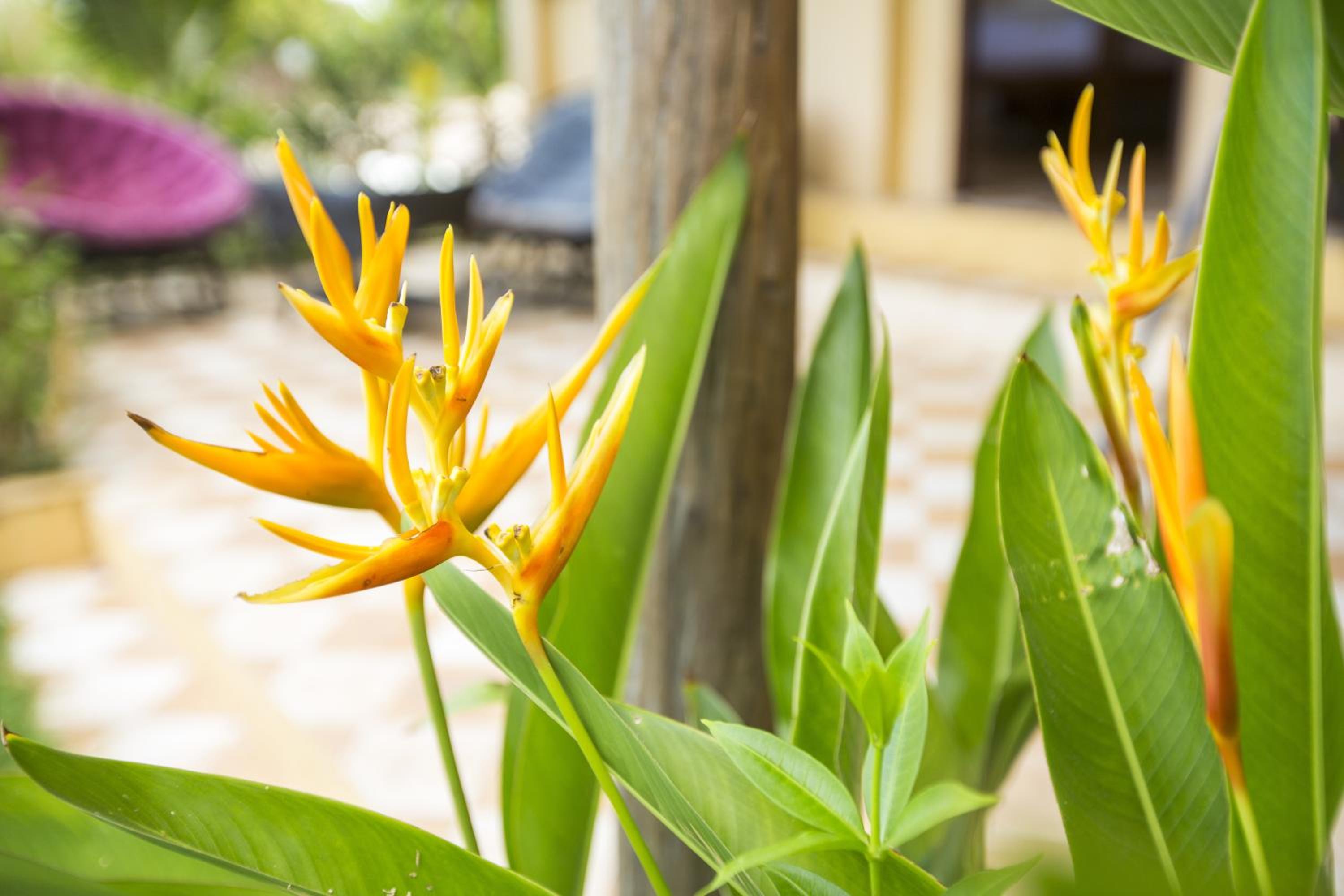 Champa Lodge