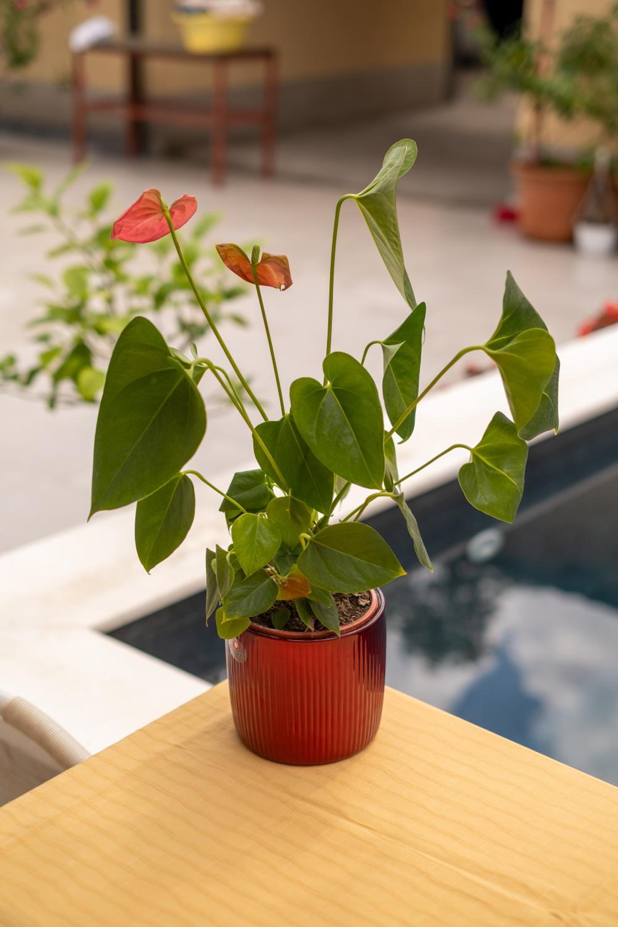 Guesthouse Rose