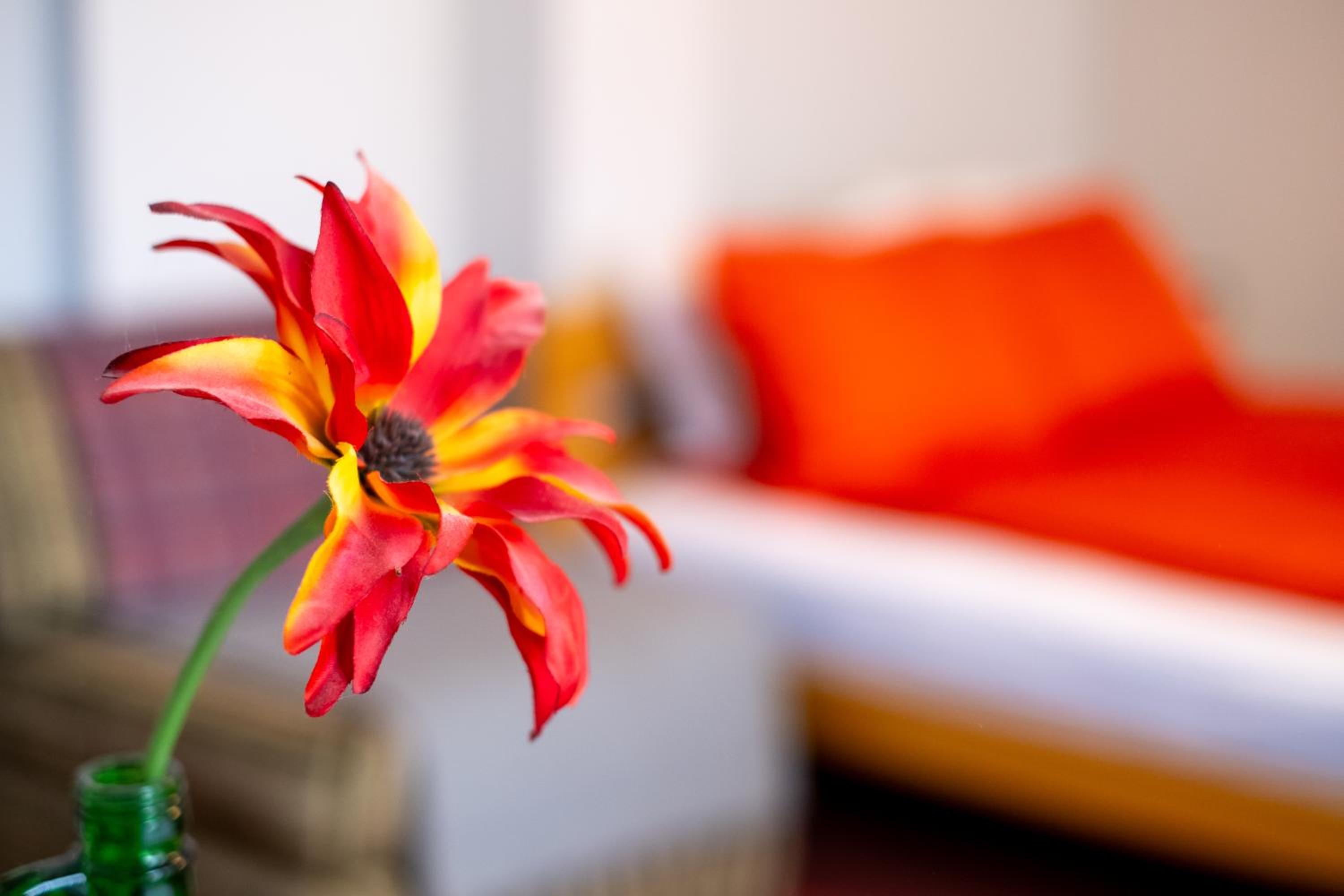 Guesthouse Rose