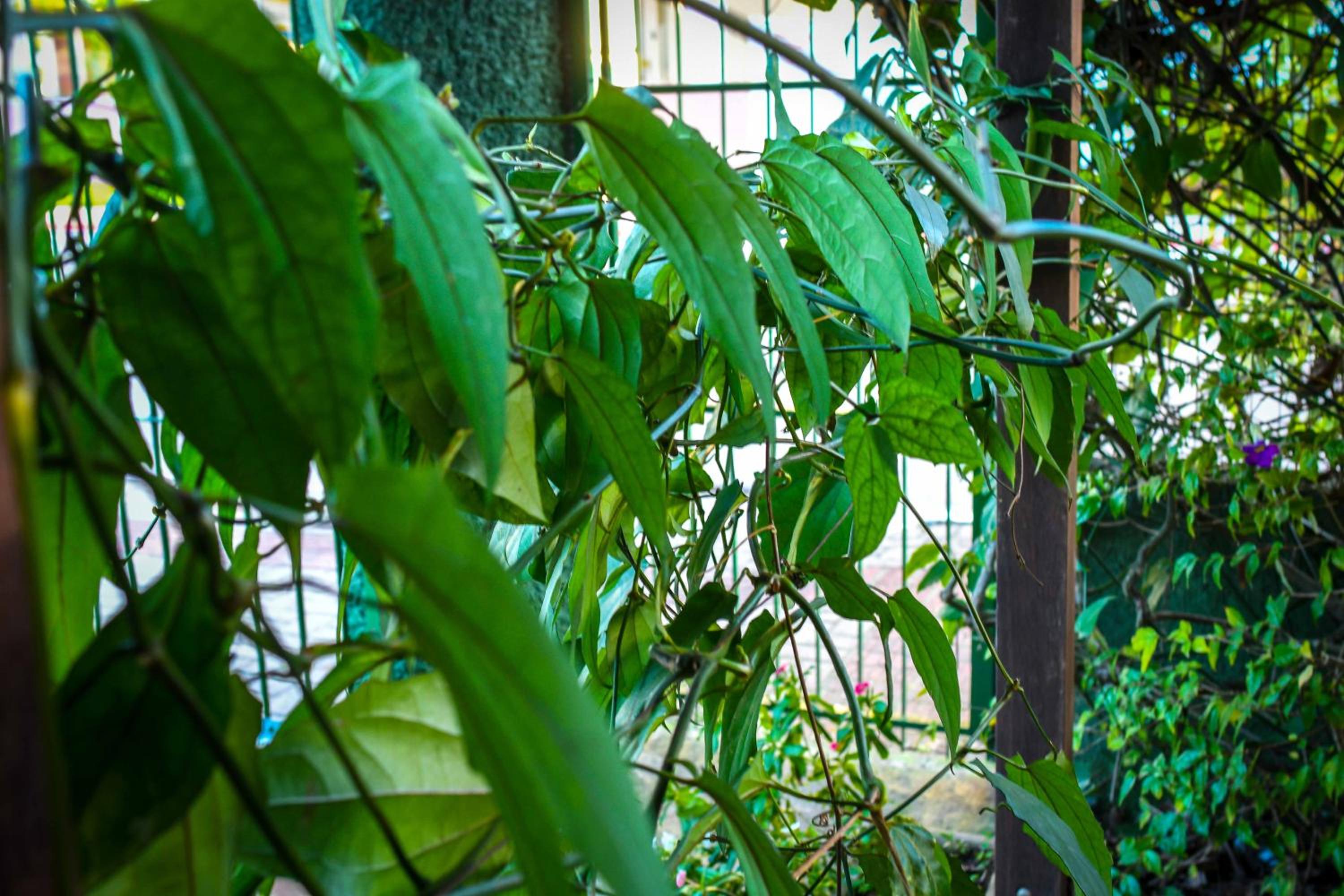 Pousada Natureza