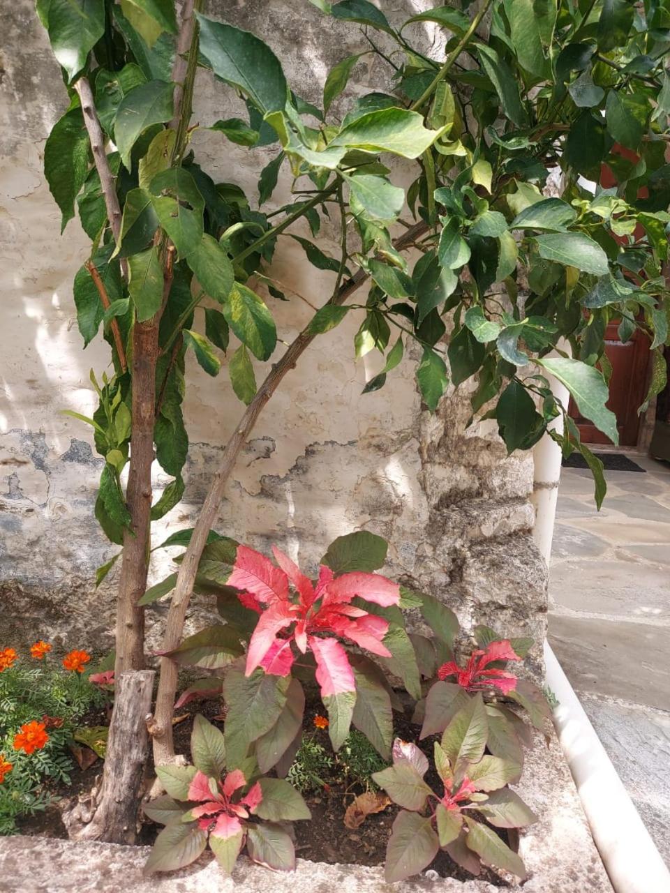 Traditional House Shapllo