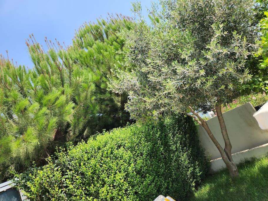 Photo 44
