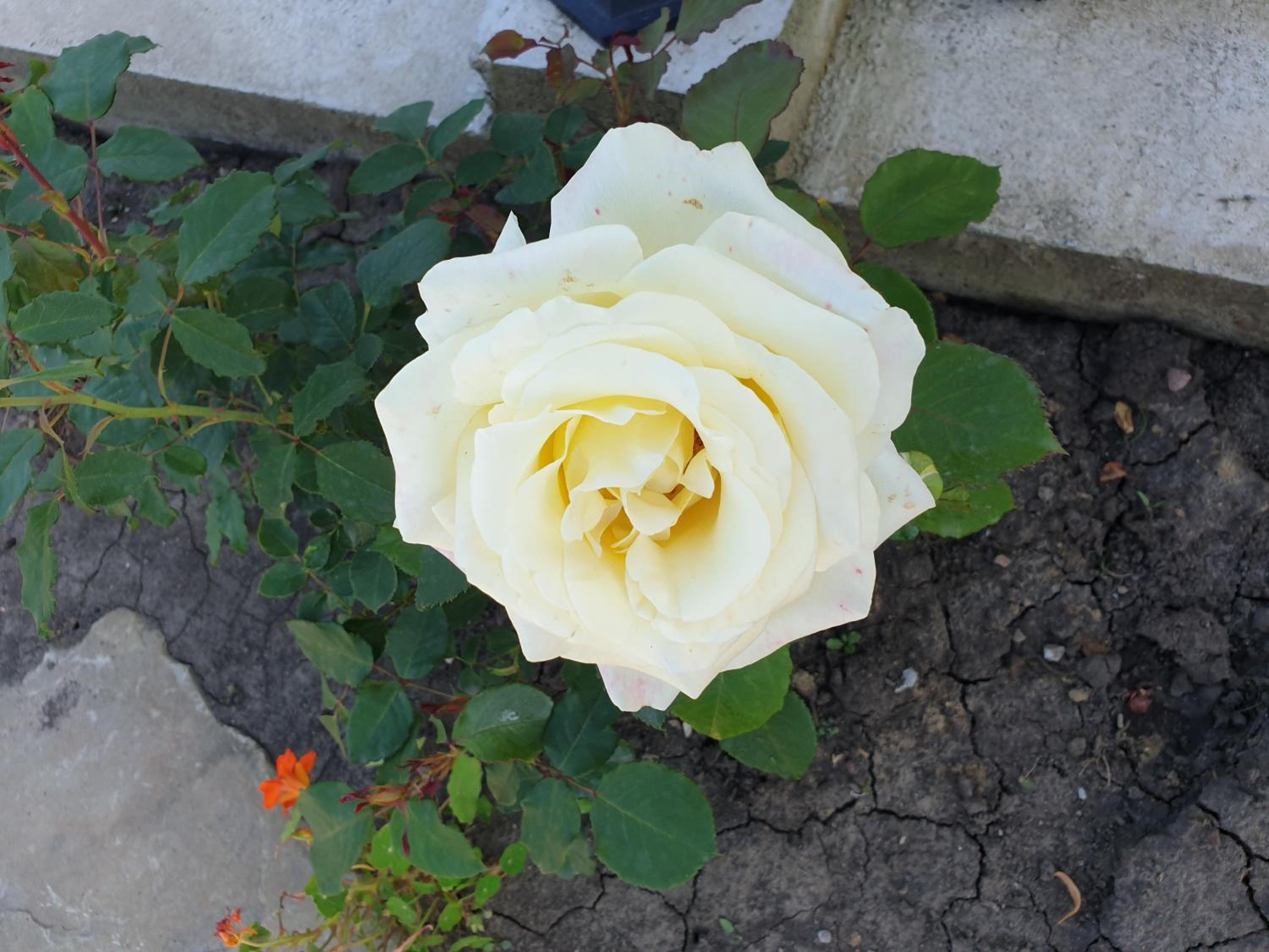 Photo 63