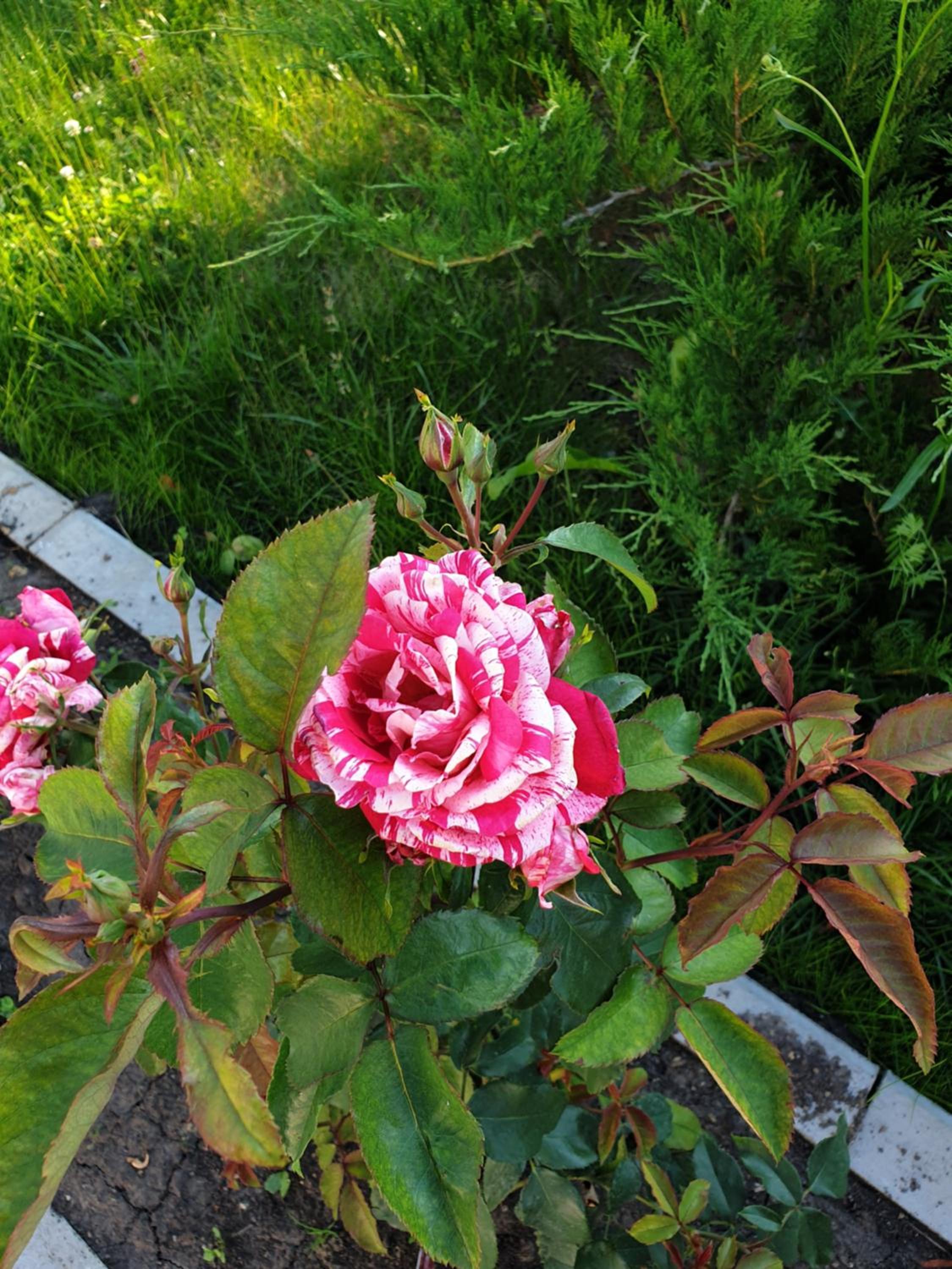 Photo 46