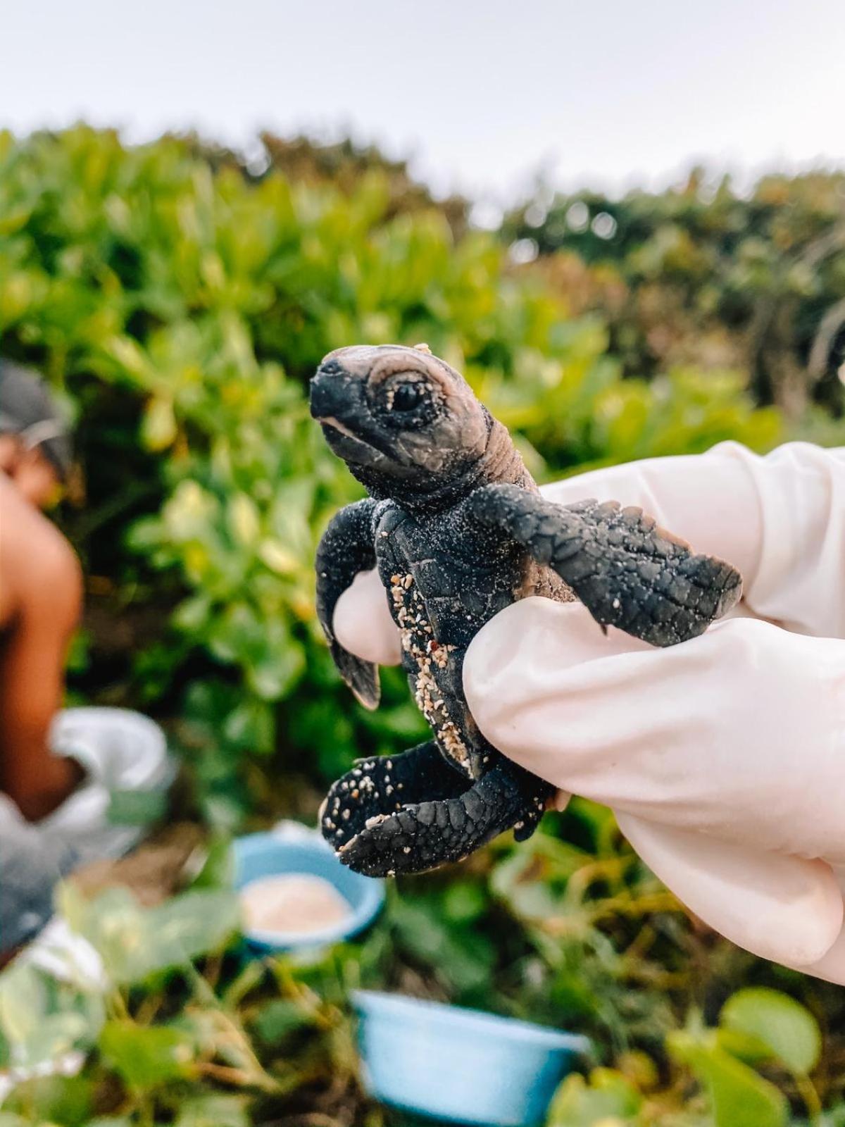 Turtle Beach Sanctuary, Utila