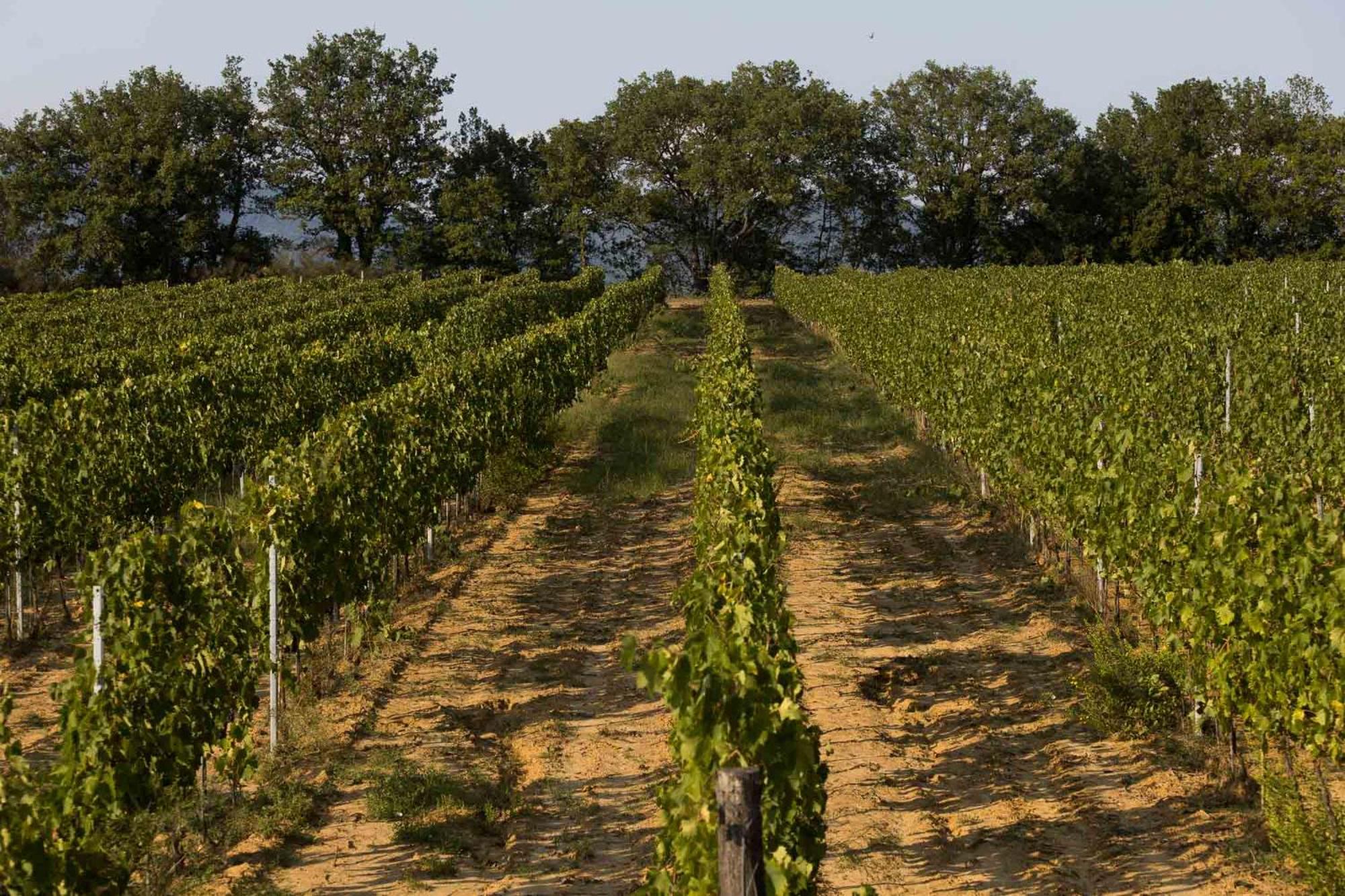 Agriturismo Le Baccane