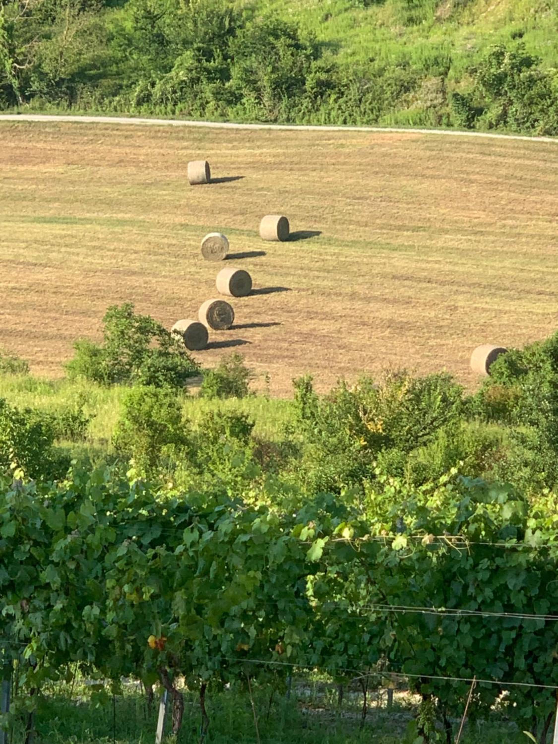 Photo 61