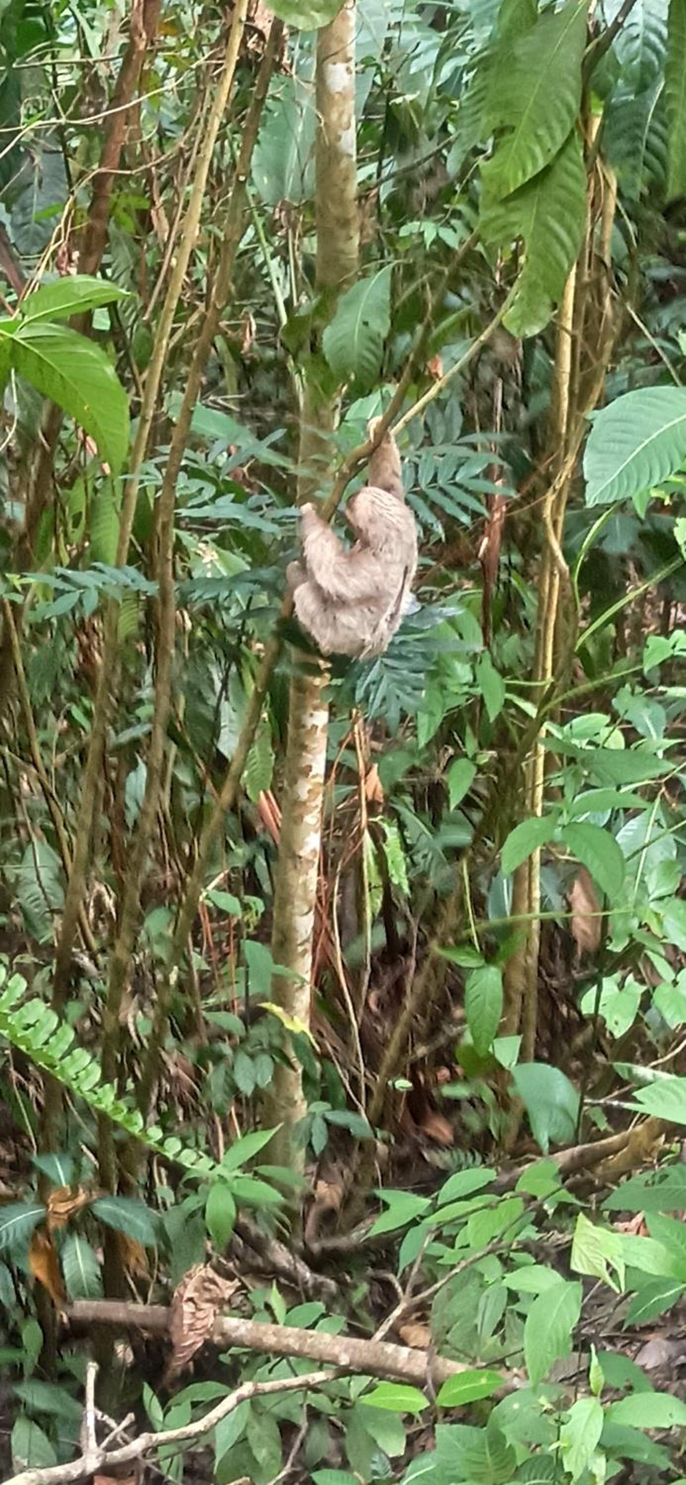 Selva Linda Lodge jungle wildlife vue and birdwatching view 4