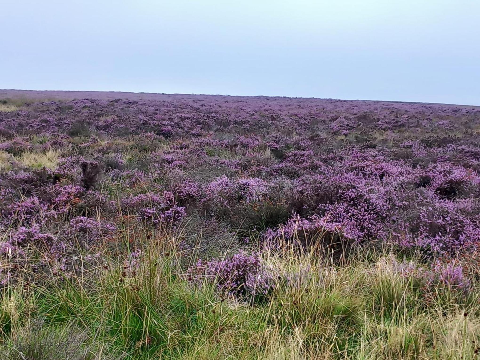 Littlebeck