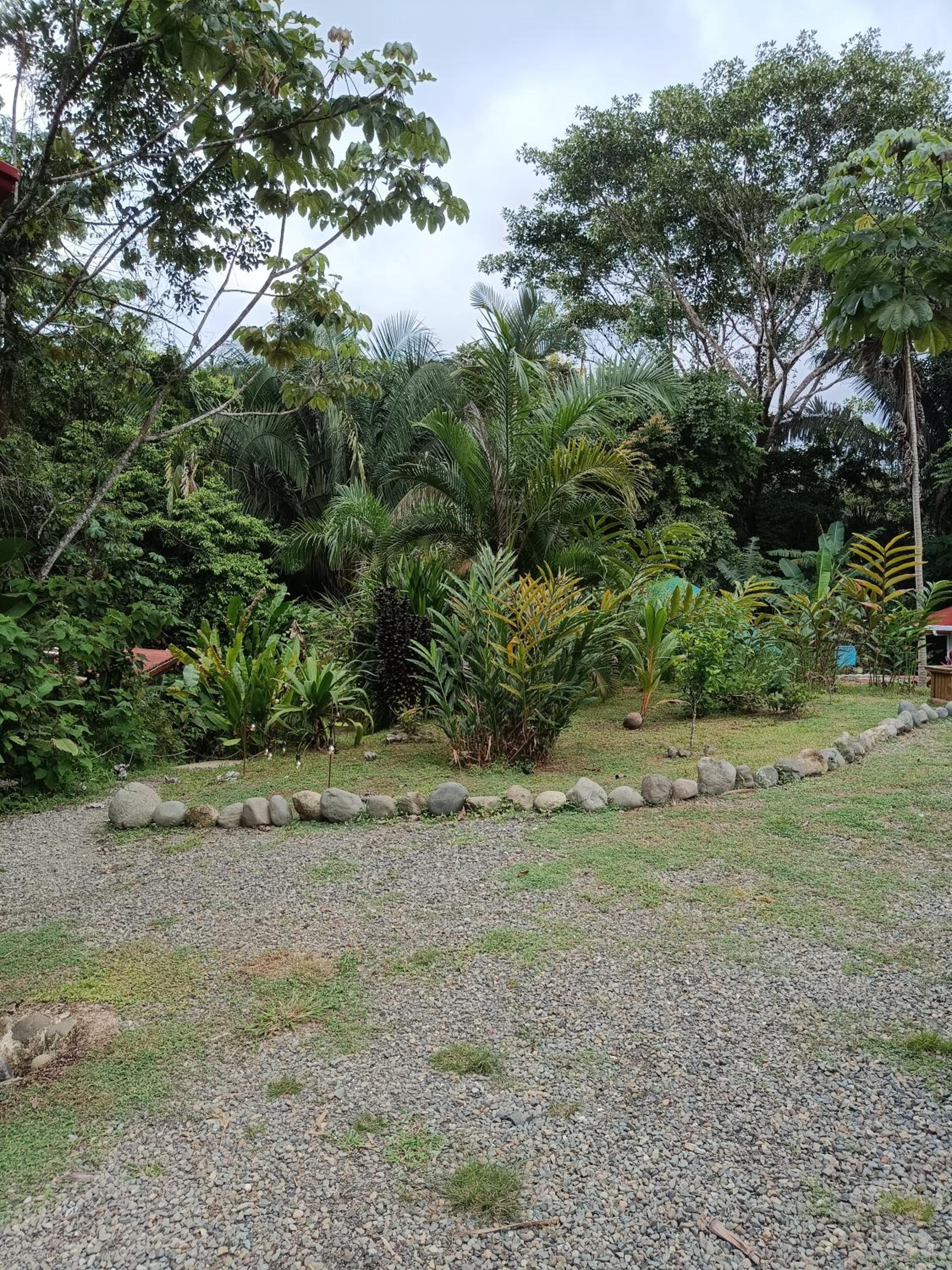 Selva Linda Lodge jungle wildlife vue and birdwatching view 2