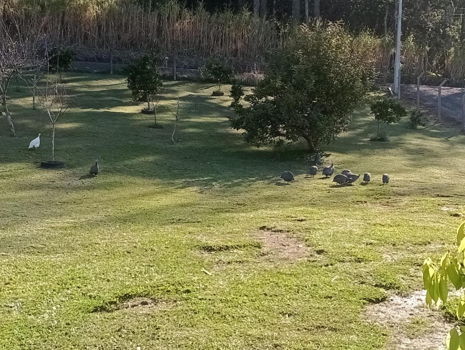 Encosta Dos Pinheiros