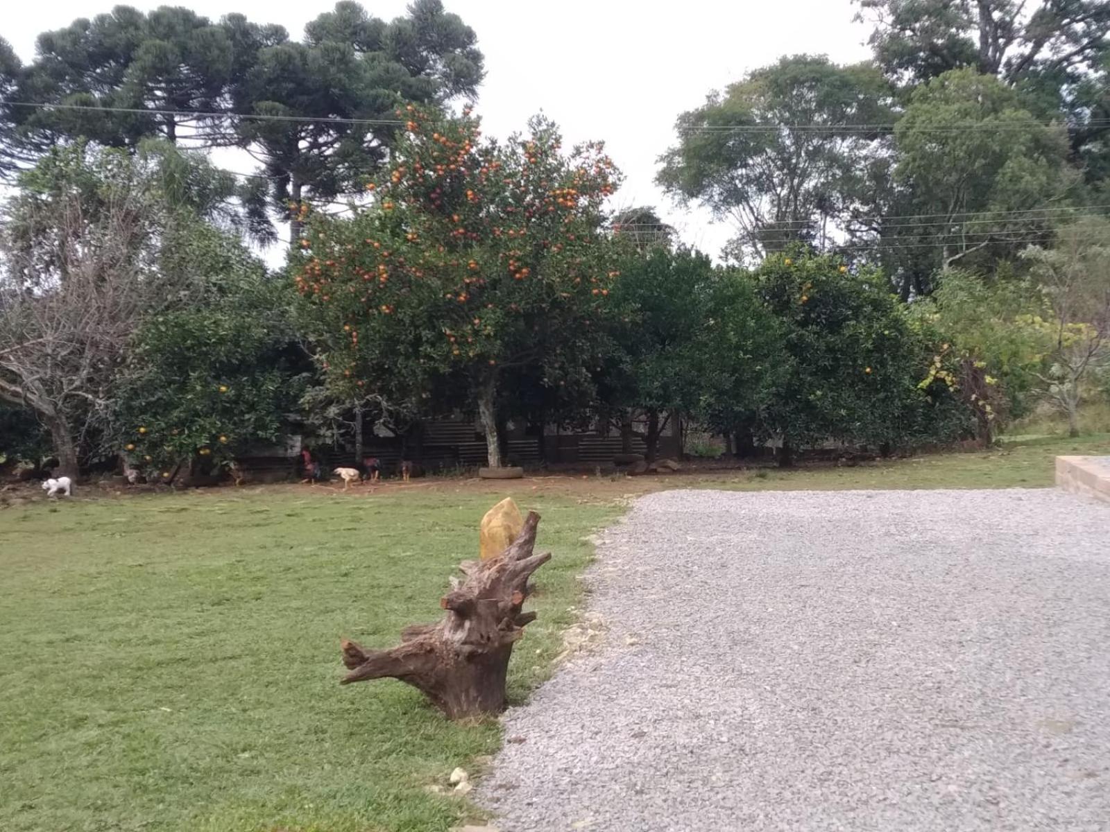 Encosta Dos Pinheiros