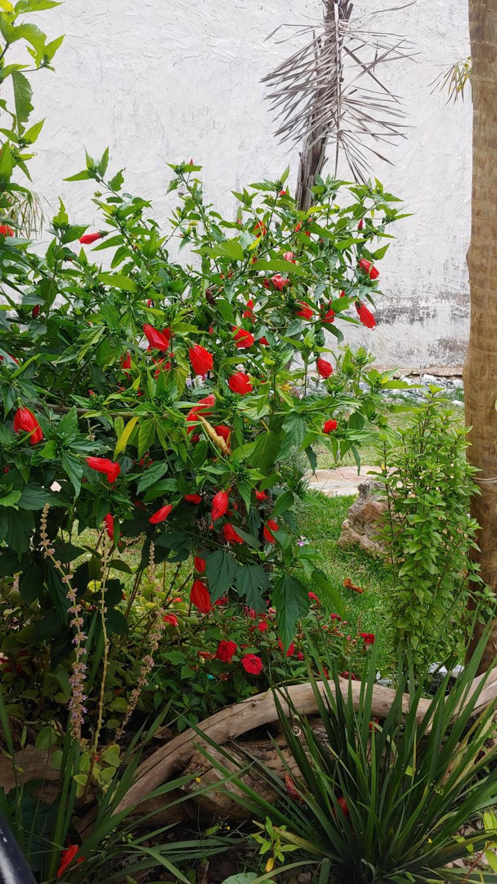Pousada Ostara