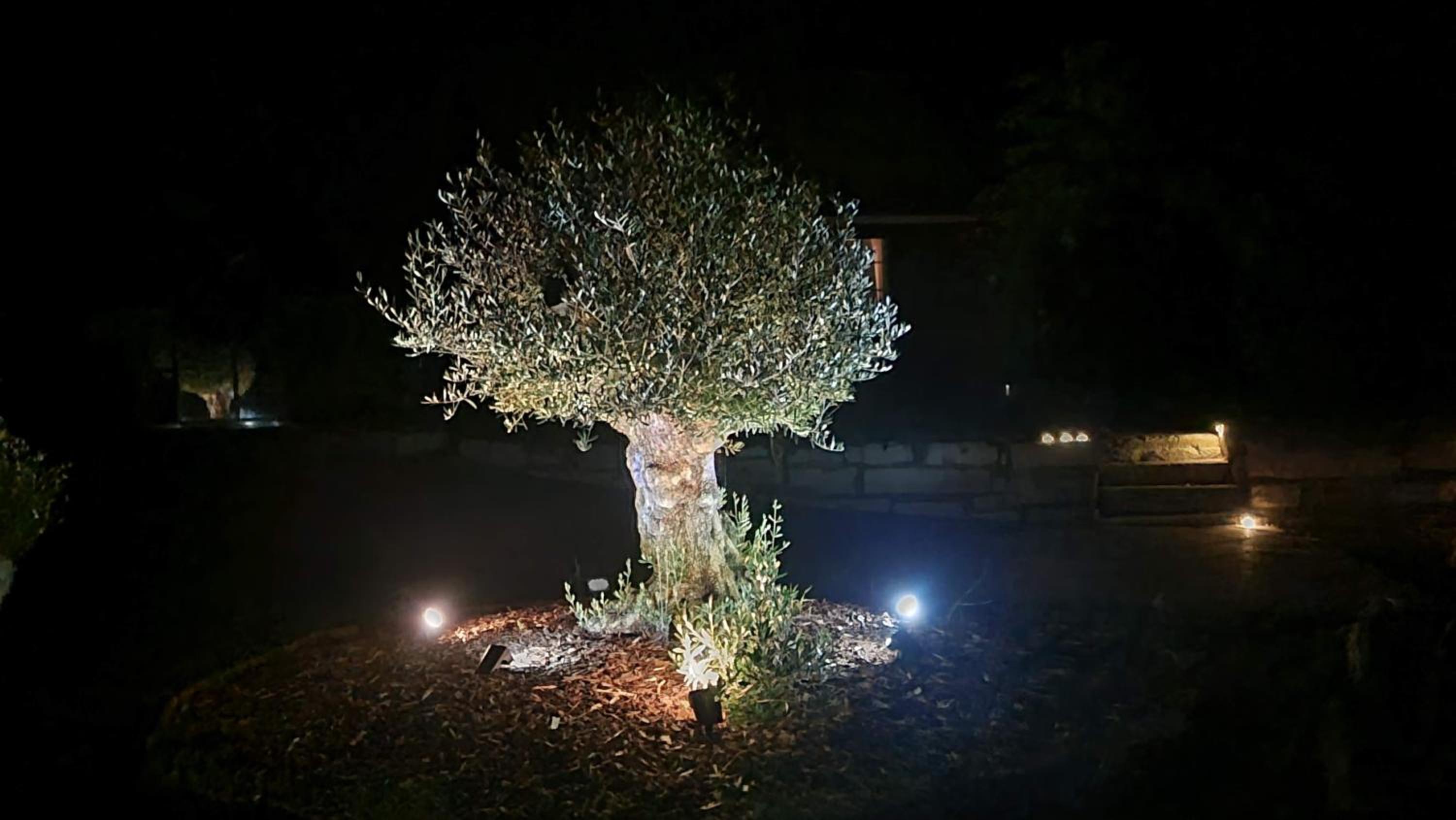Le Bois aux Cerfs