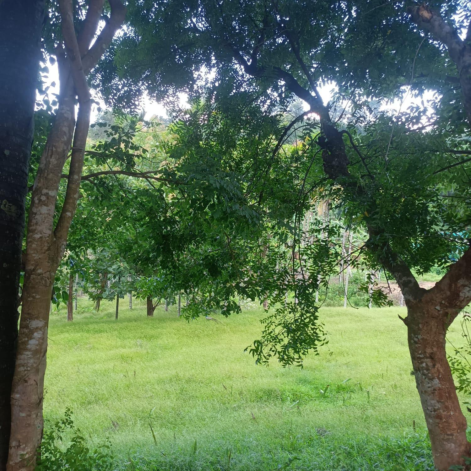 PADAVAYAL GREENS
