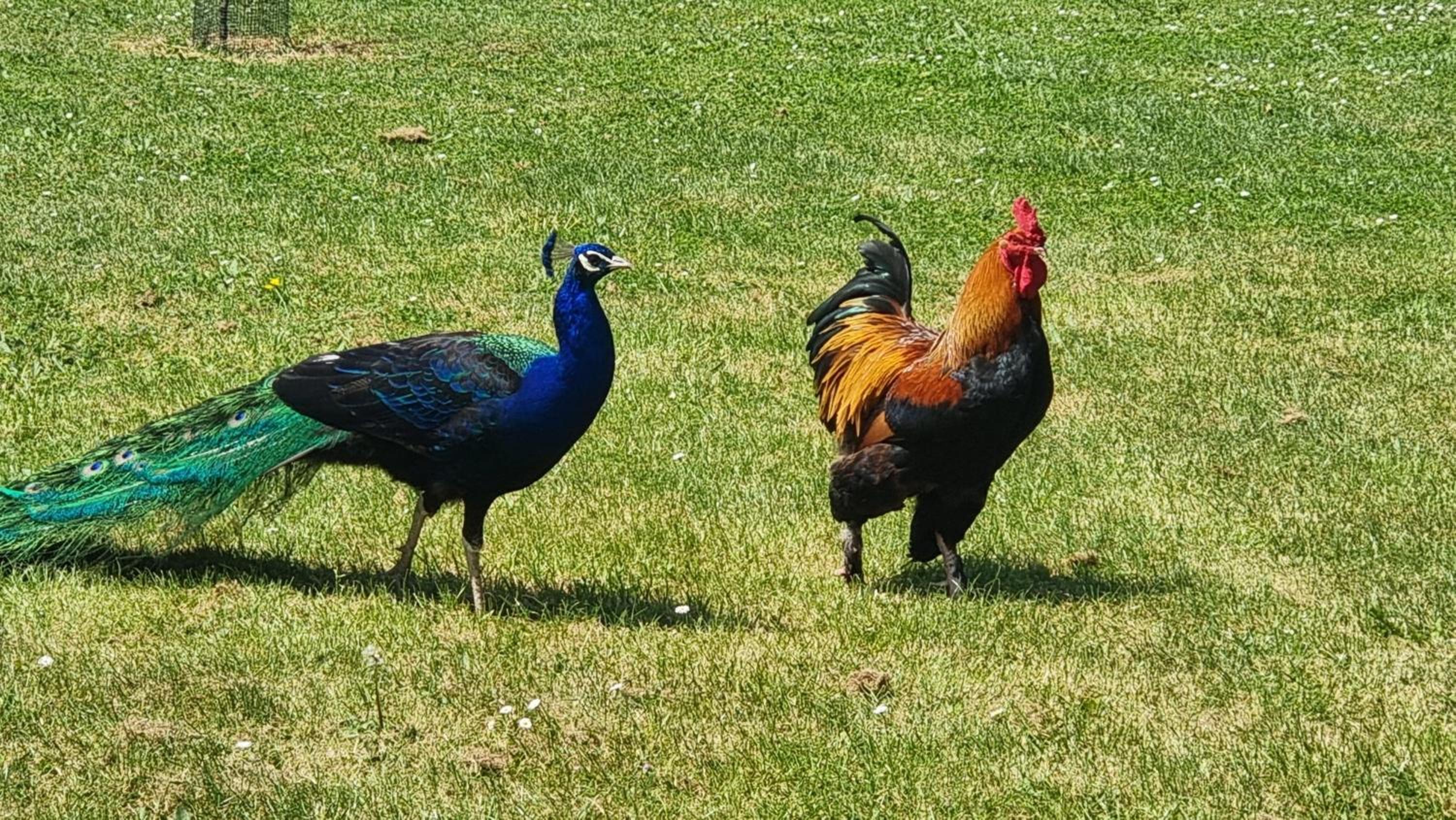 Le Bois aux Cerfs