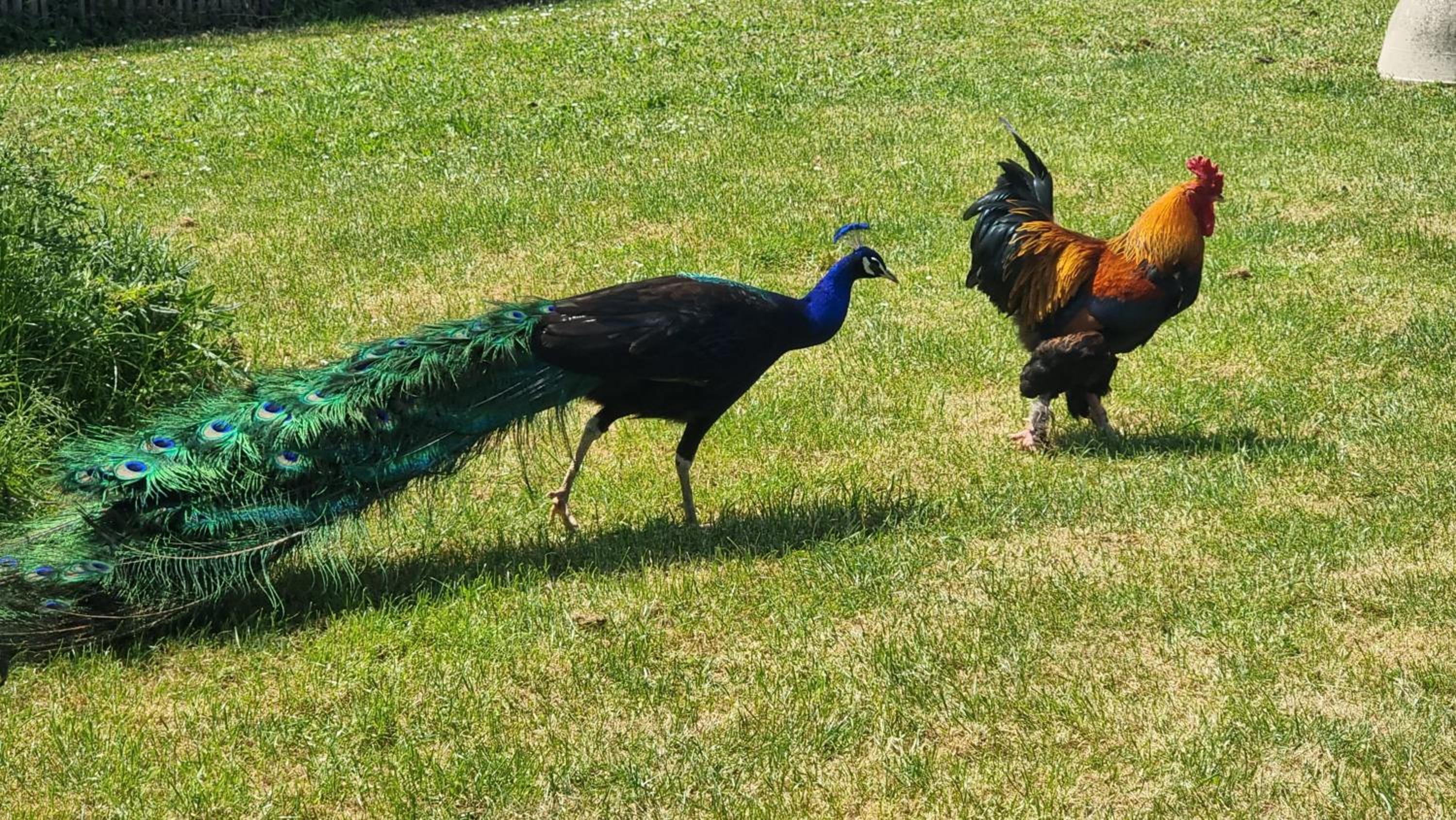 Le Bois aux Cerfs