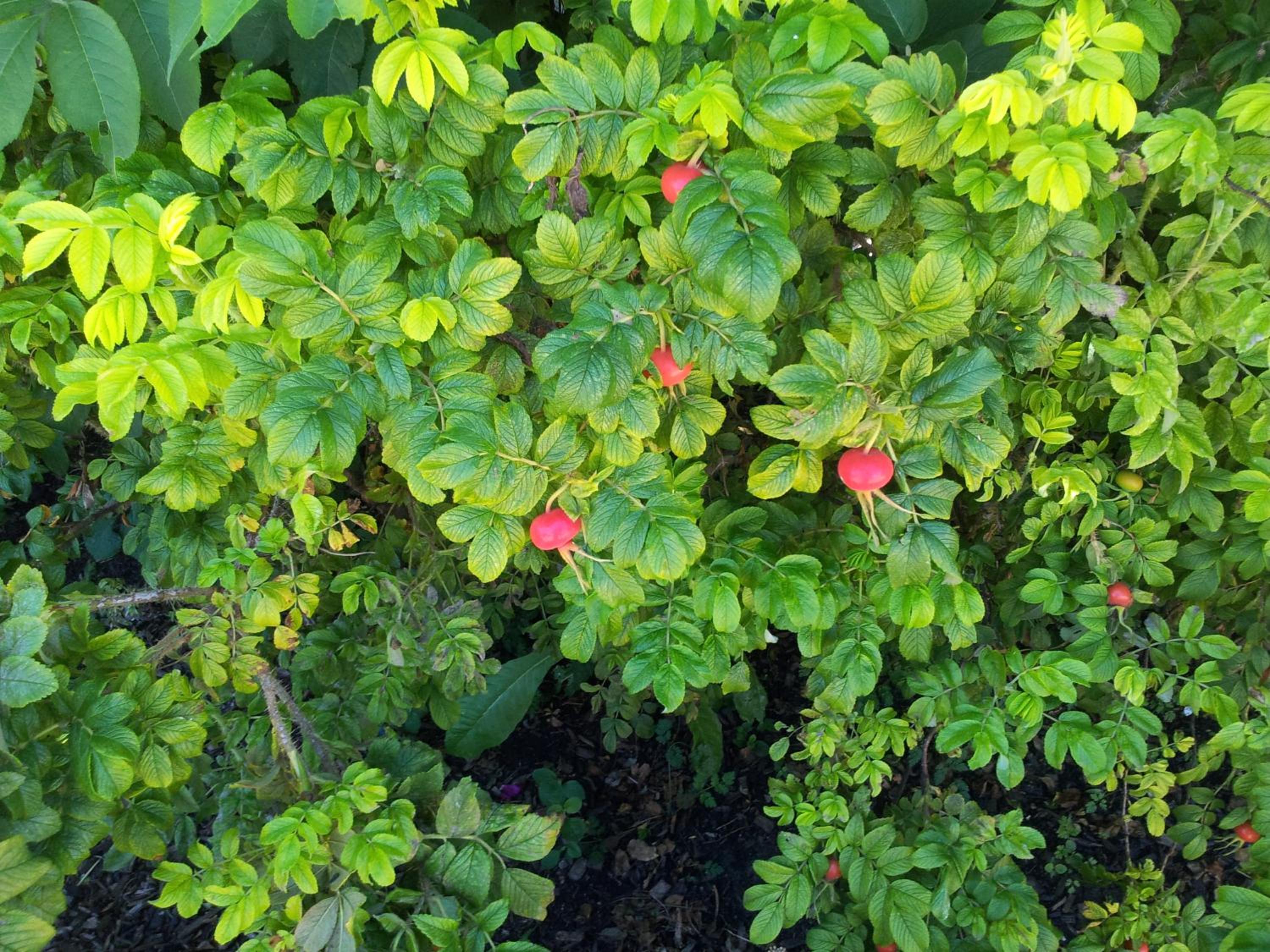 Nilseni