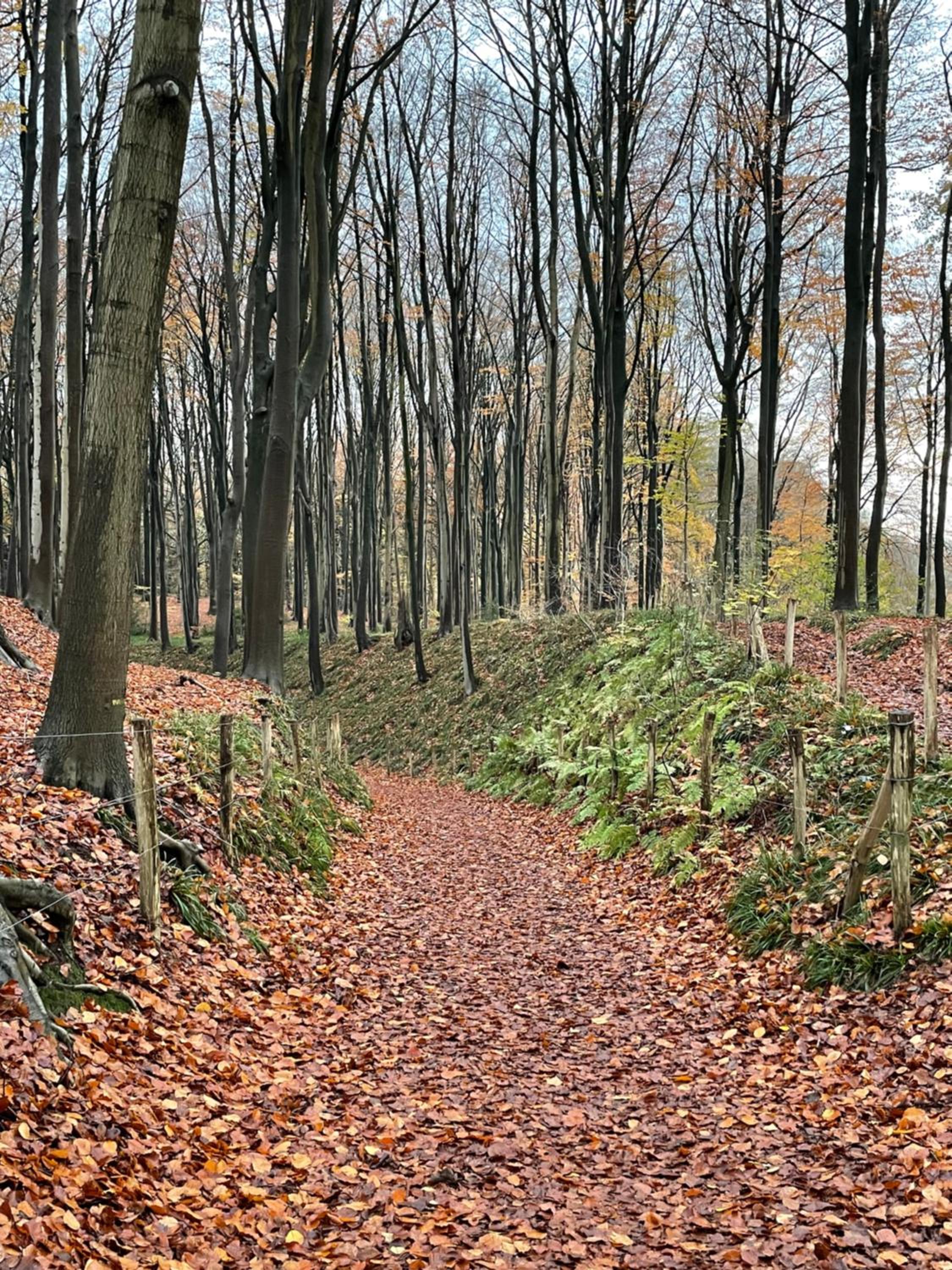 La Canopée des Arbres, Anna