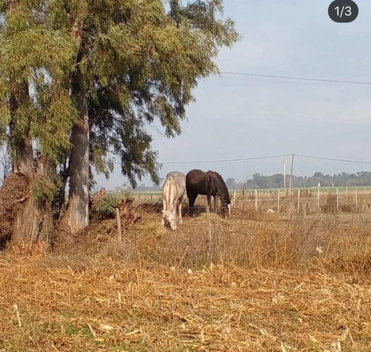 A Morriña