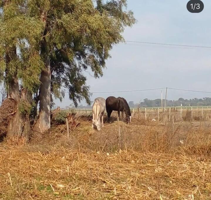 A Morriña