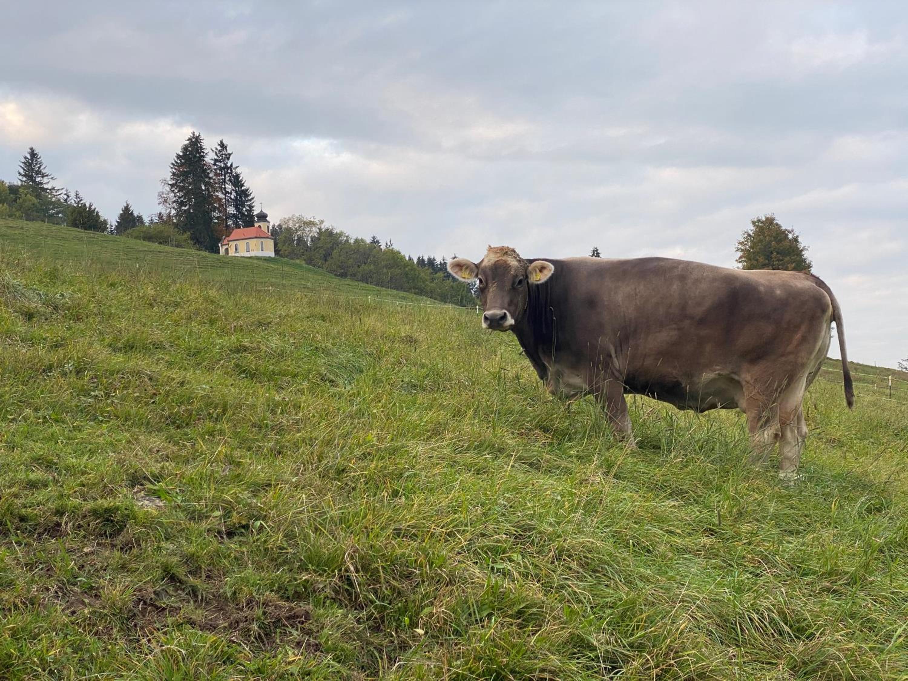 Villa Herzland Allgäu mit großem Garten und gemütlichem Kaminfeuer inklusive KÖNIGSCARD, Skipass, Bergbahn, Therme inkl
