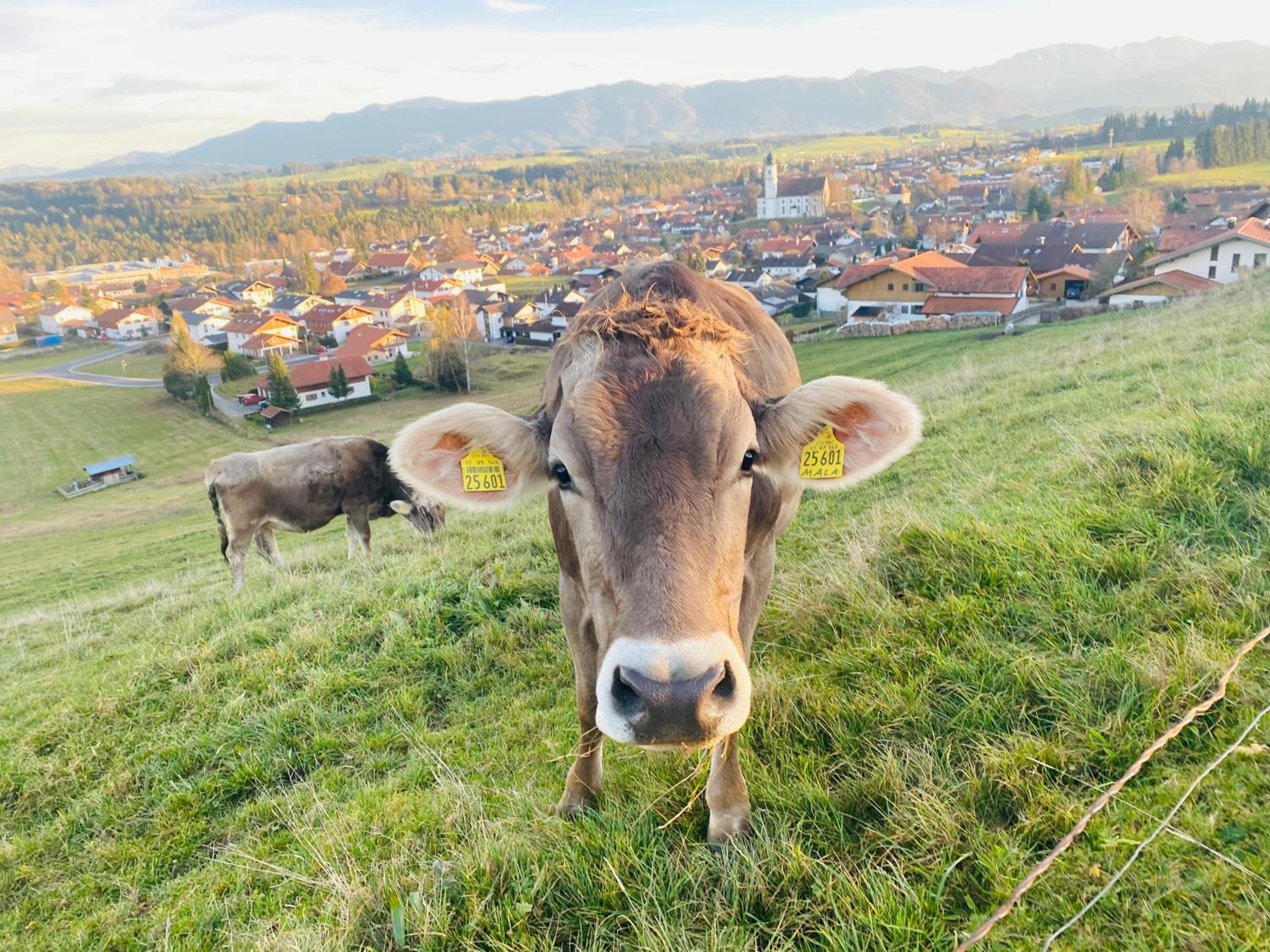 Villa Herzland Allgäu mit großem Garten und gemütlichem Kaminfeuer inklusive KÖNIGSCARD, Skipass, Bergbahn, Therme inkl