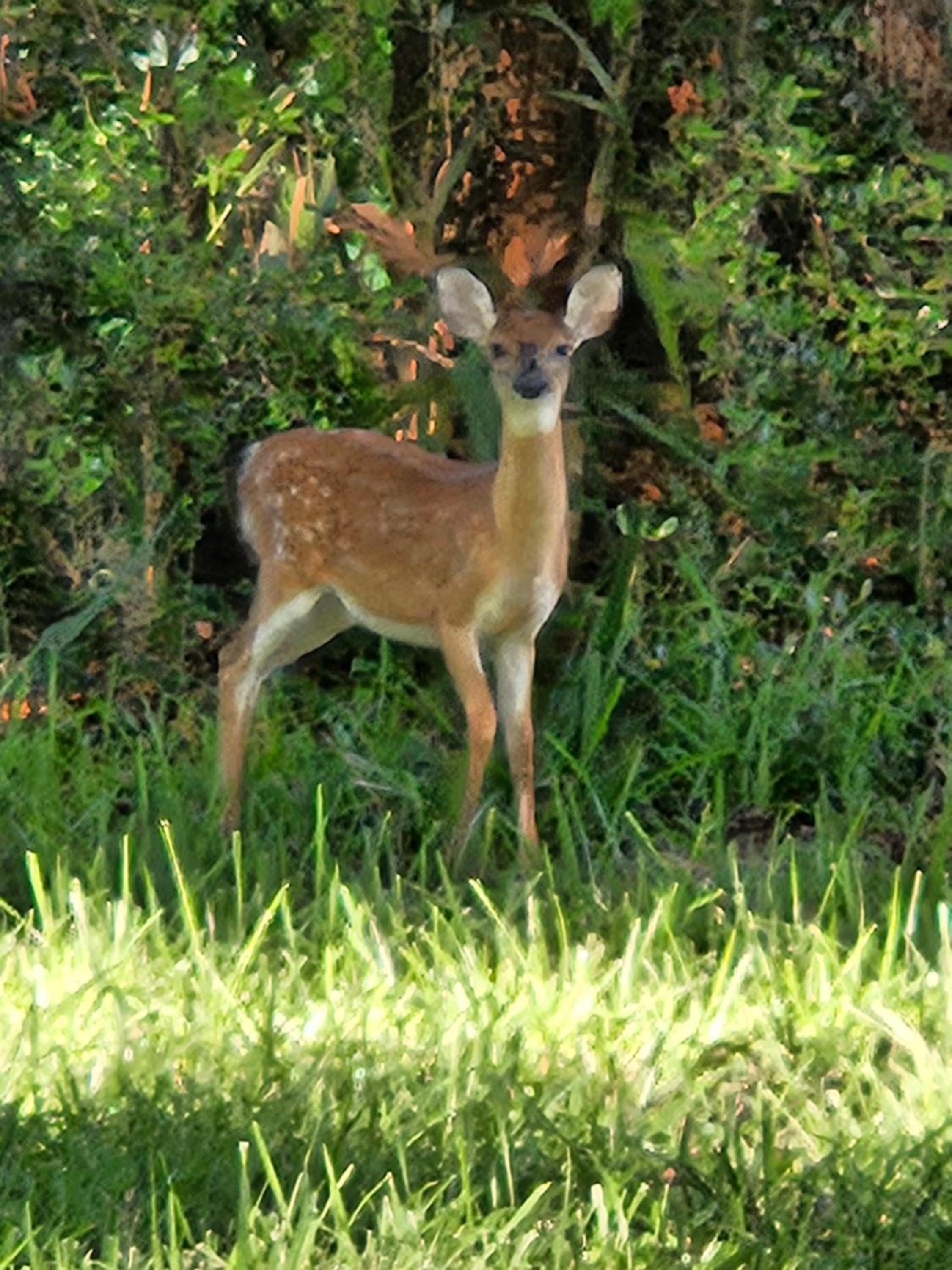 Photo 47
