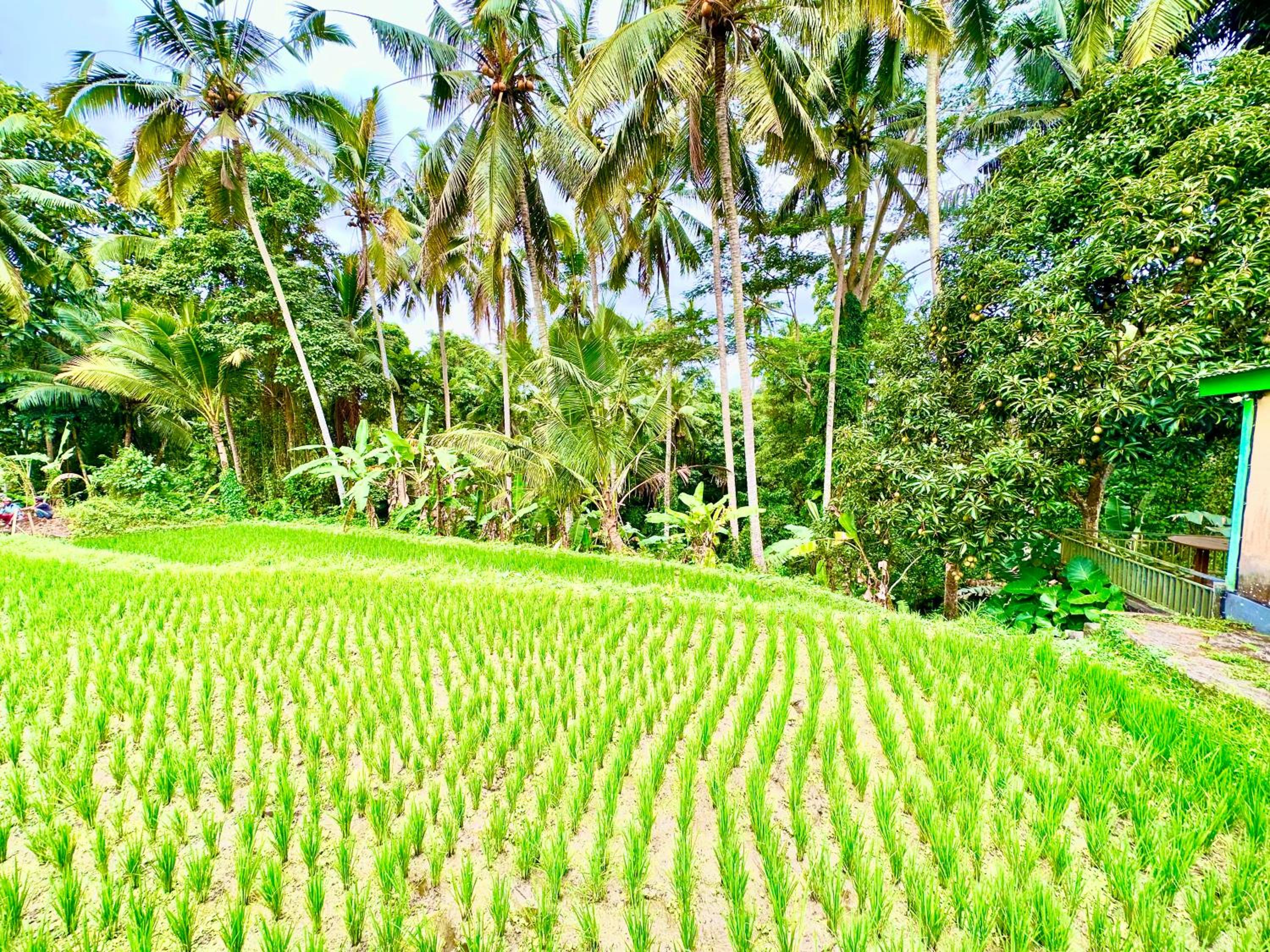 Dupa Ubud