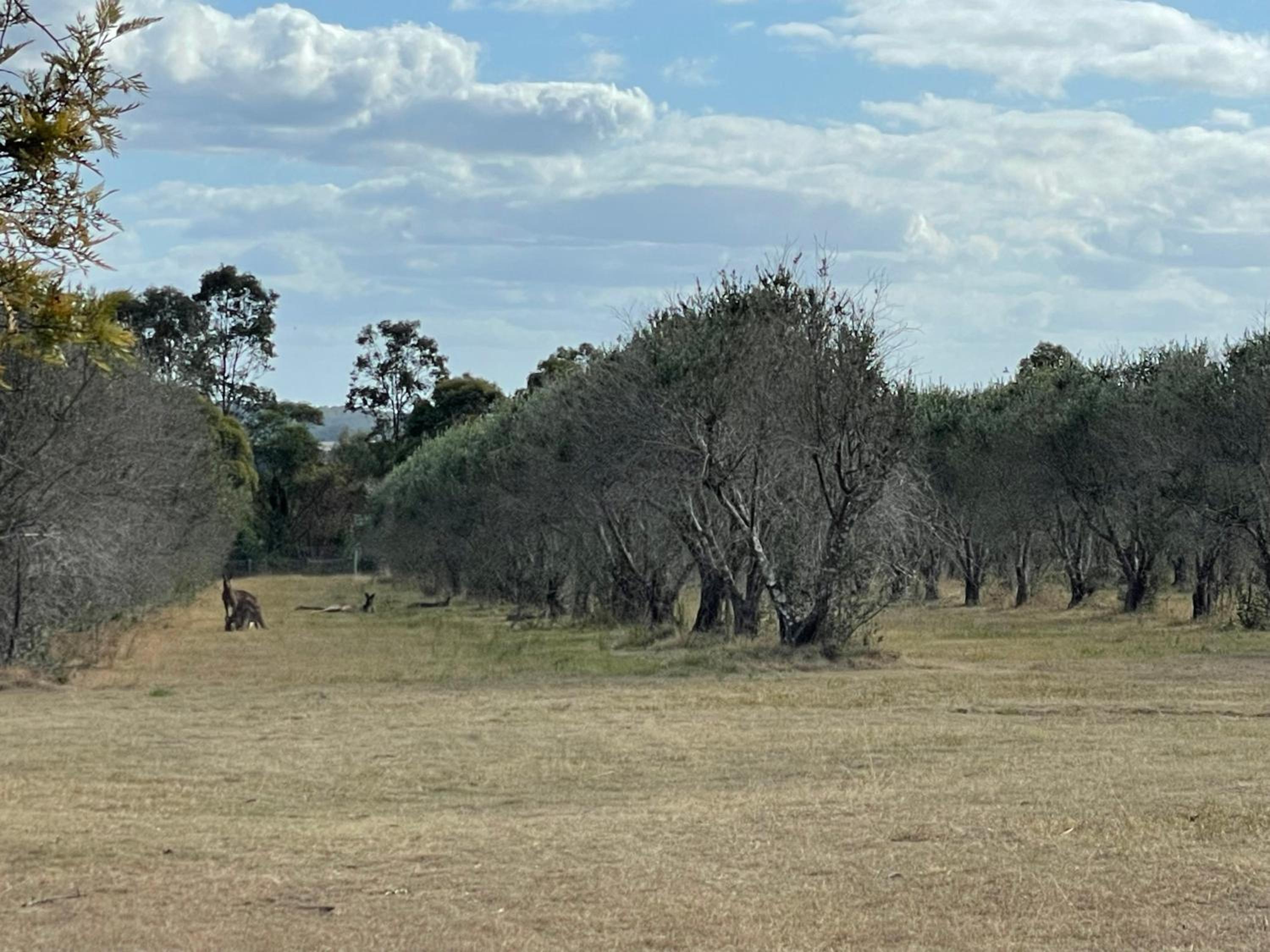 Talga Grove