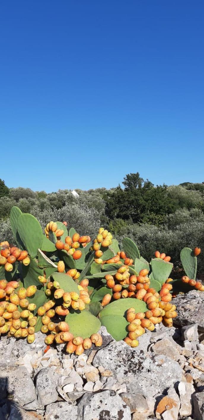 Trullo Donna Caterina