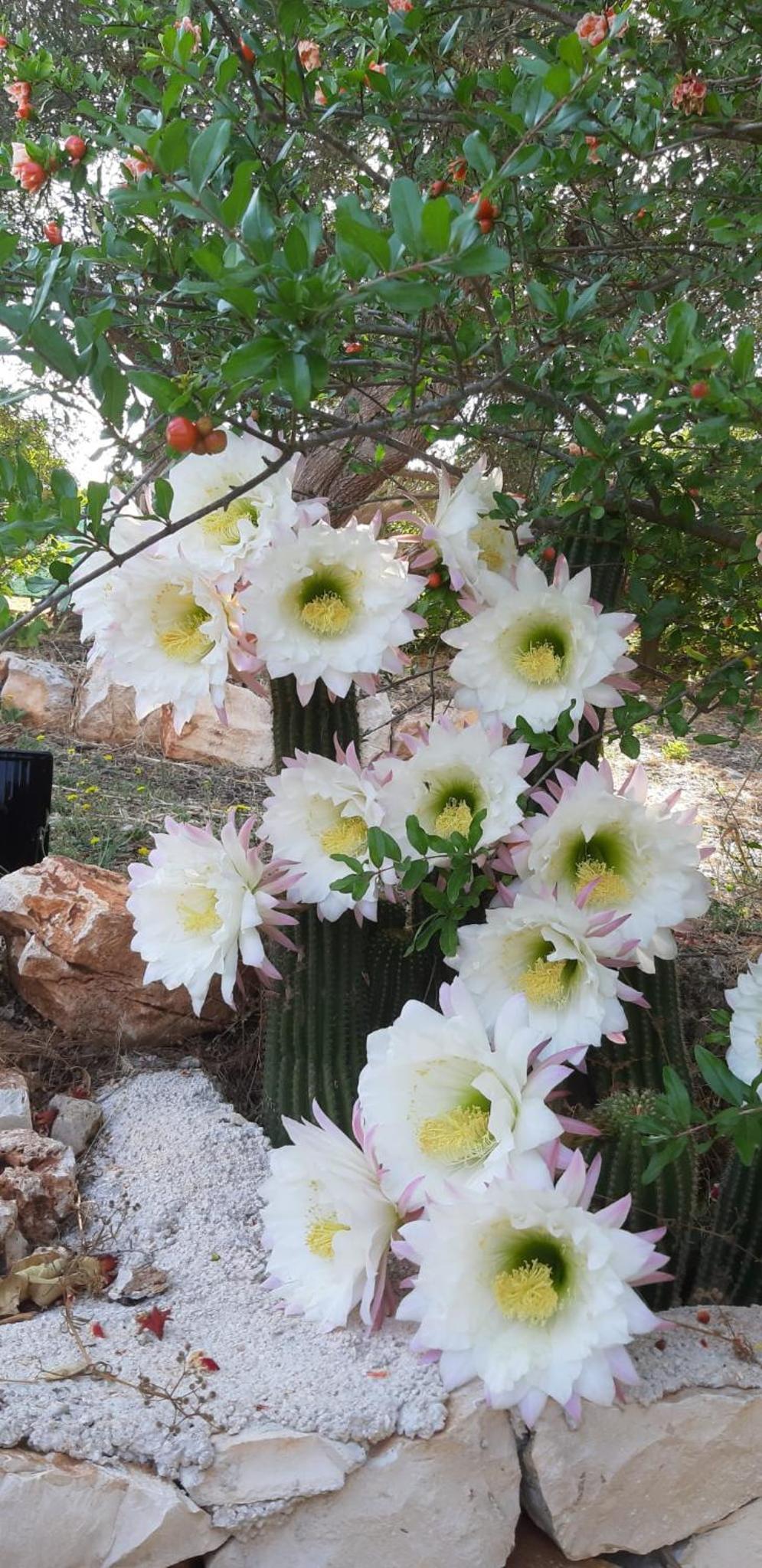 Trullo Donna Caterina