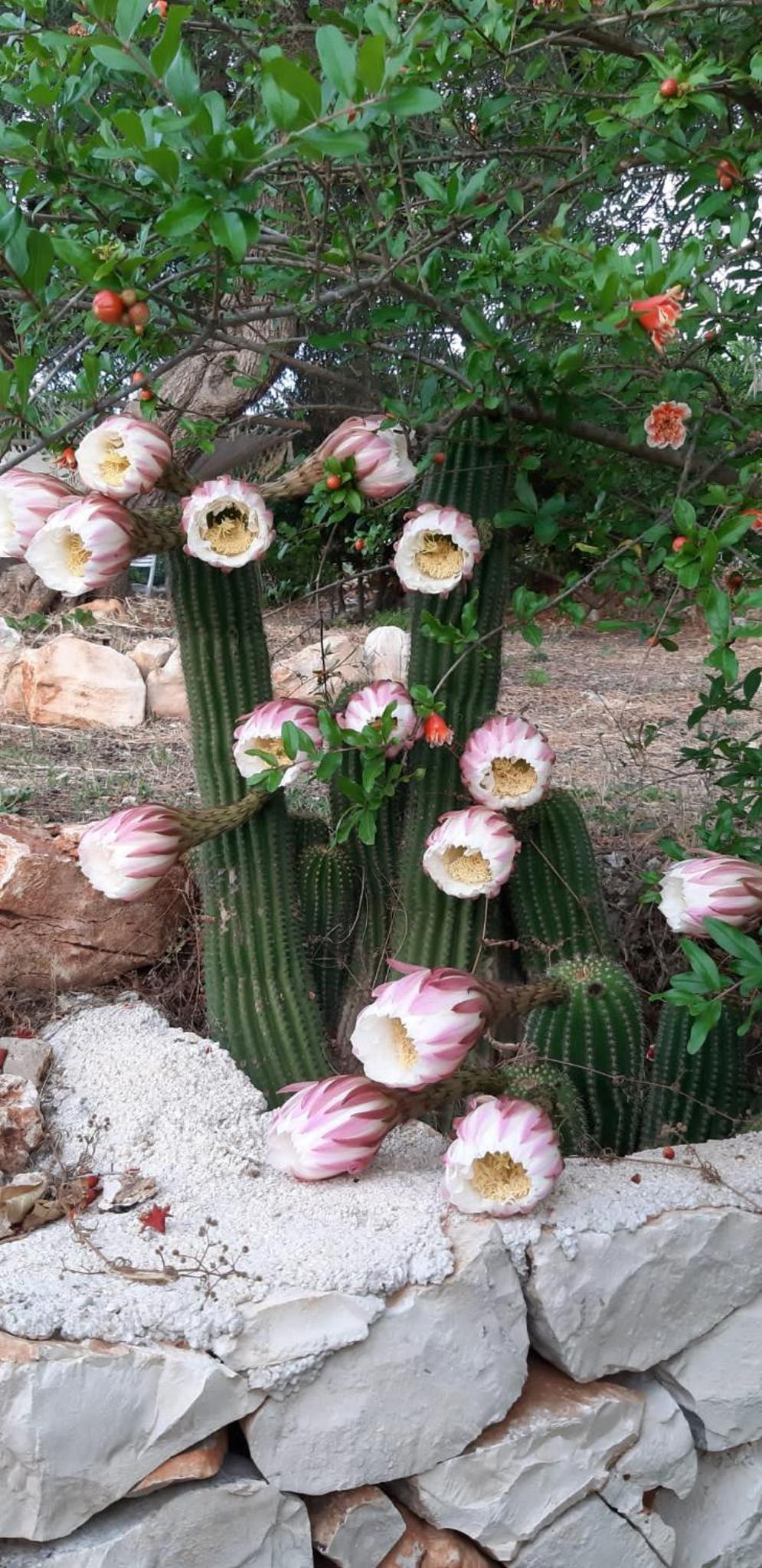 Trullo Donna Caterina