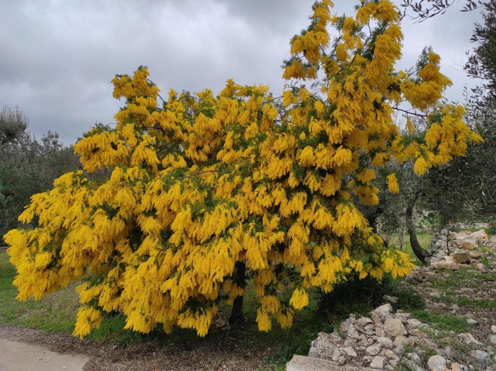Trullo Donna Caterina