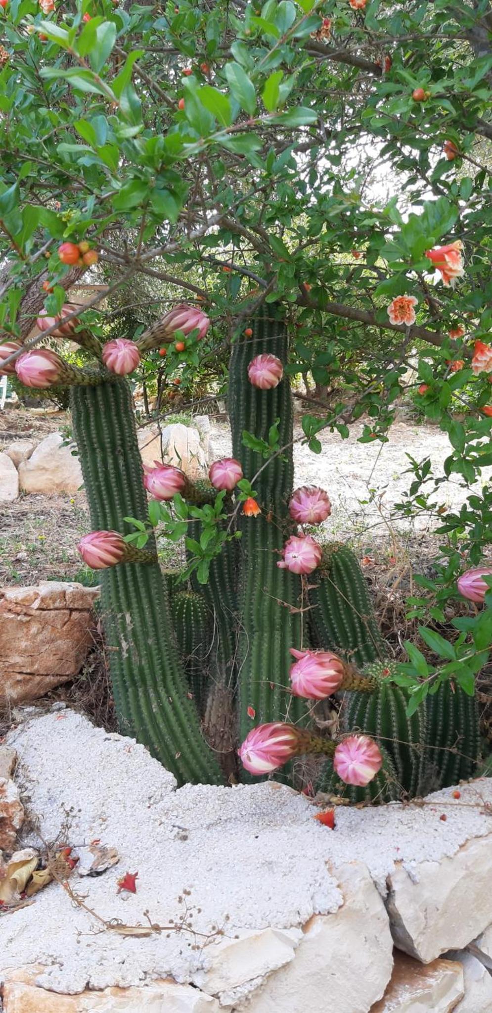 Trullo Donna Caterina