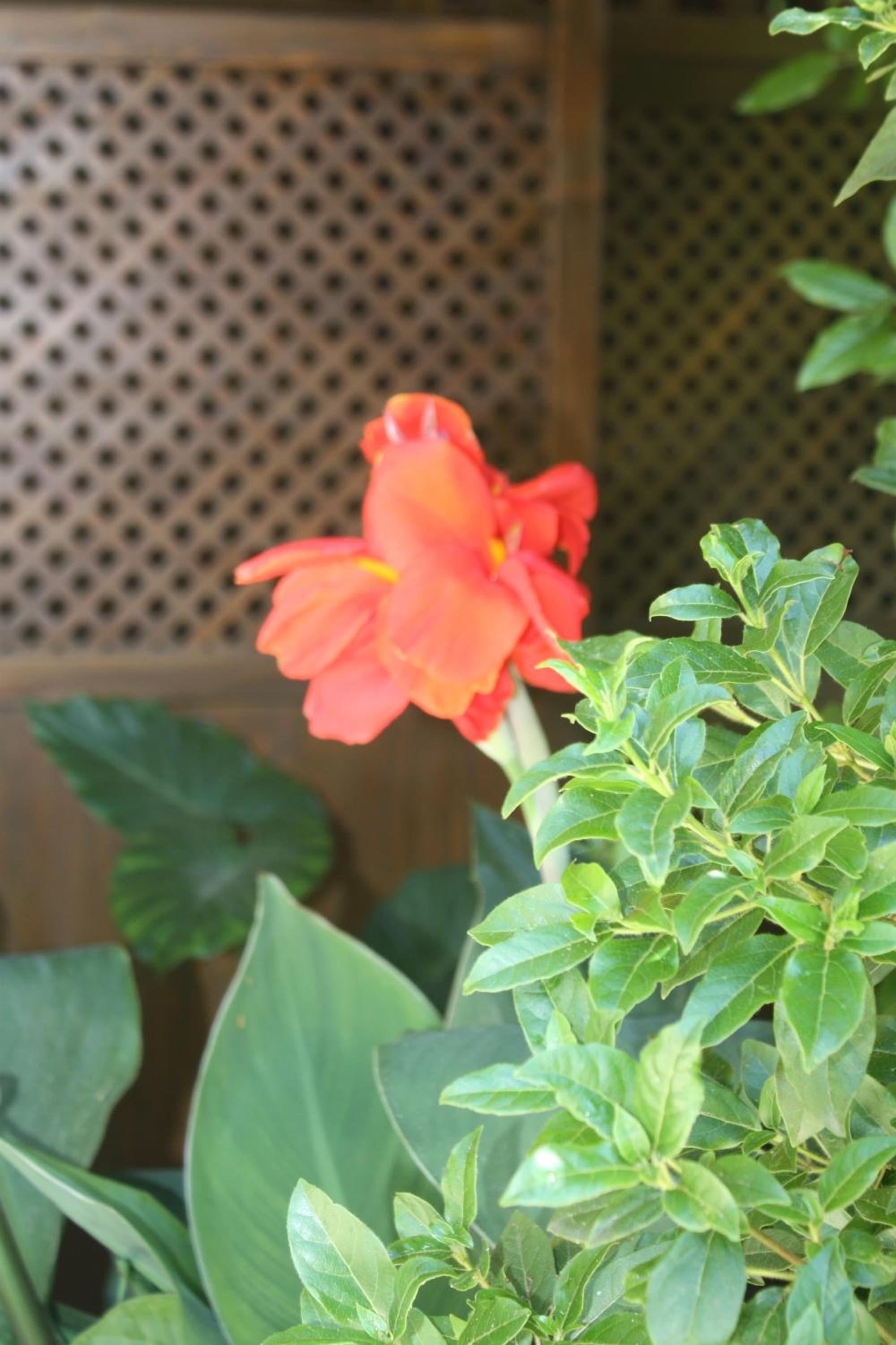 Photo 36