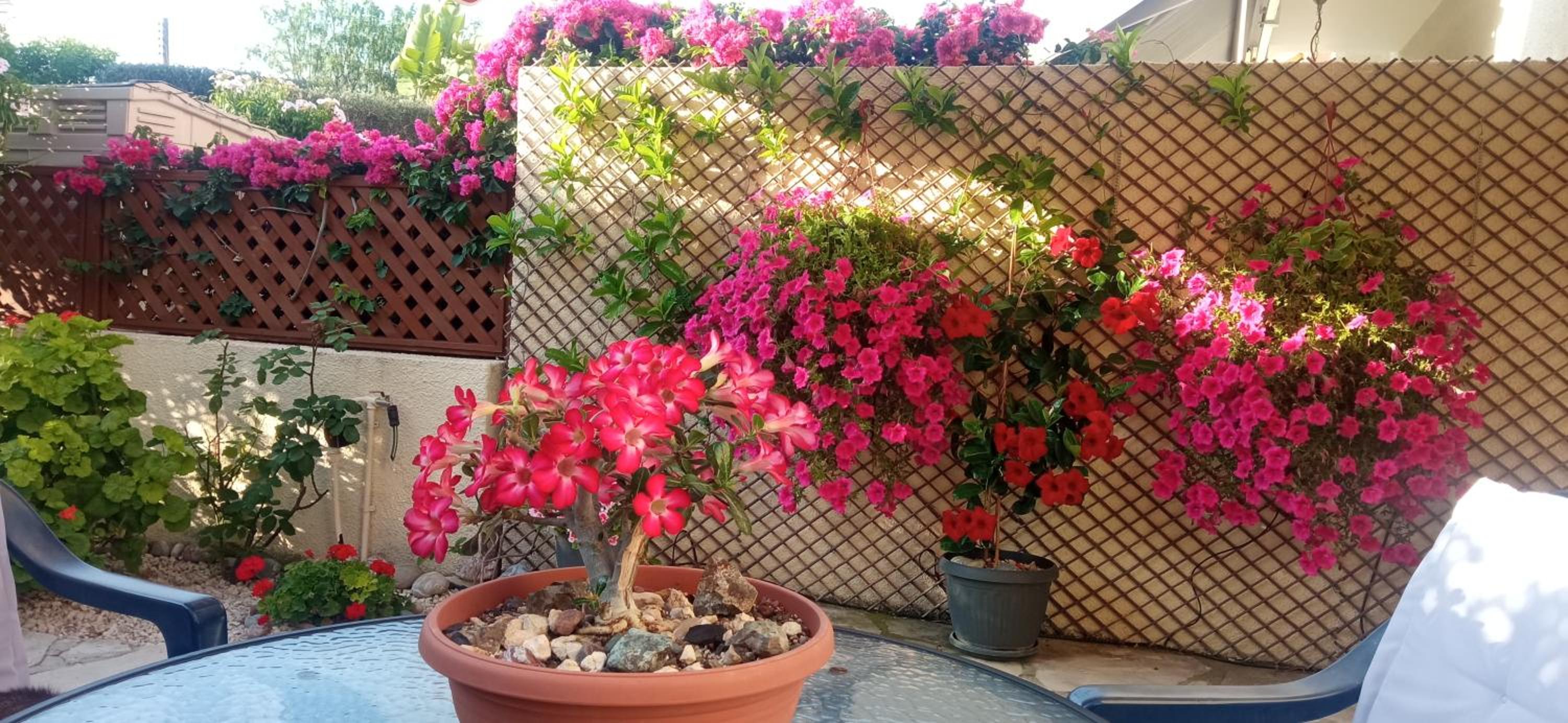 Eva Gardens corner house with stunning garden and huge swimming pool next to CORAL BAY