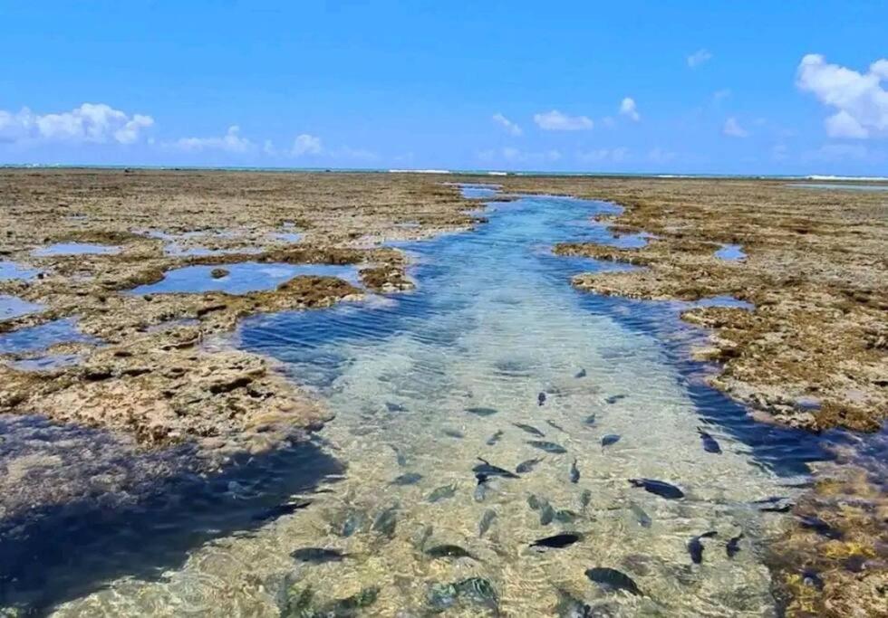Espaço inteiro: No centro de porto de galinhas