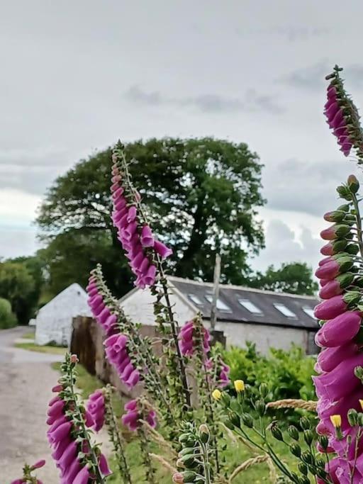Foxglove Lodge