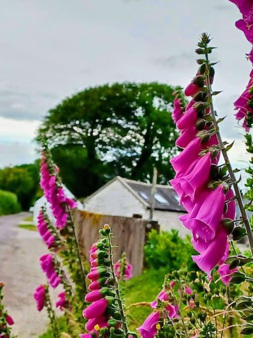 Foxglove Lodge
