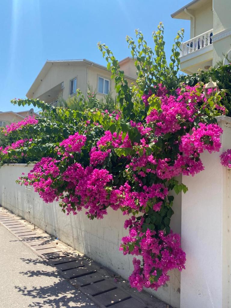 Belek King Cleodora Apartment