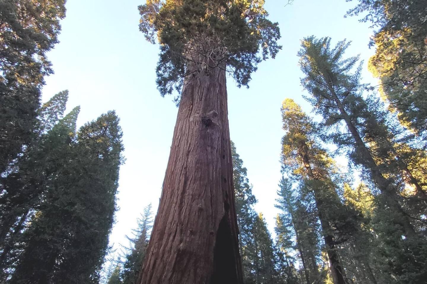Sequoia Glen view 4
