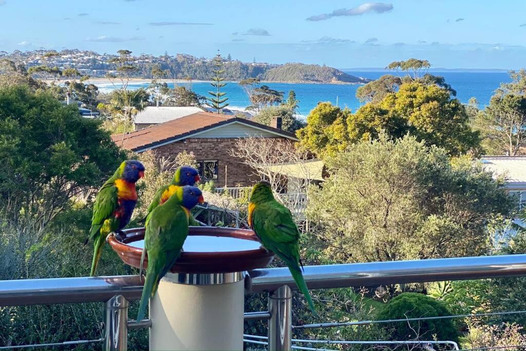 Aerial Blue Mollymook