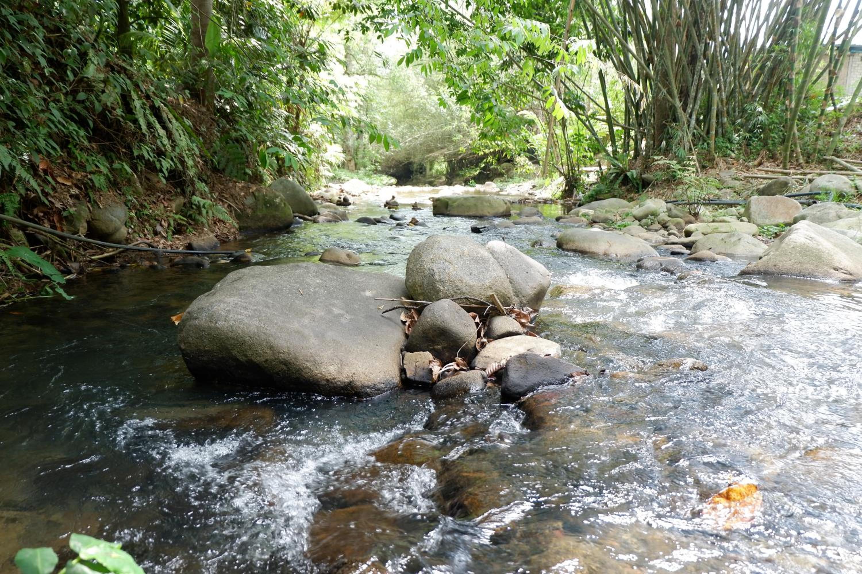 Jungle Zen Janda Baik Campsite photo 3