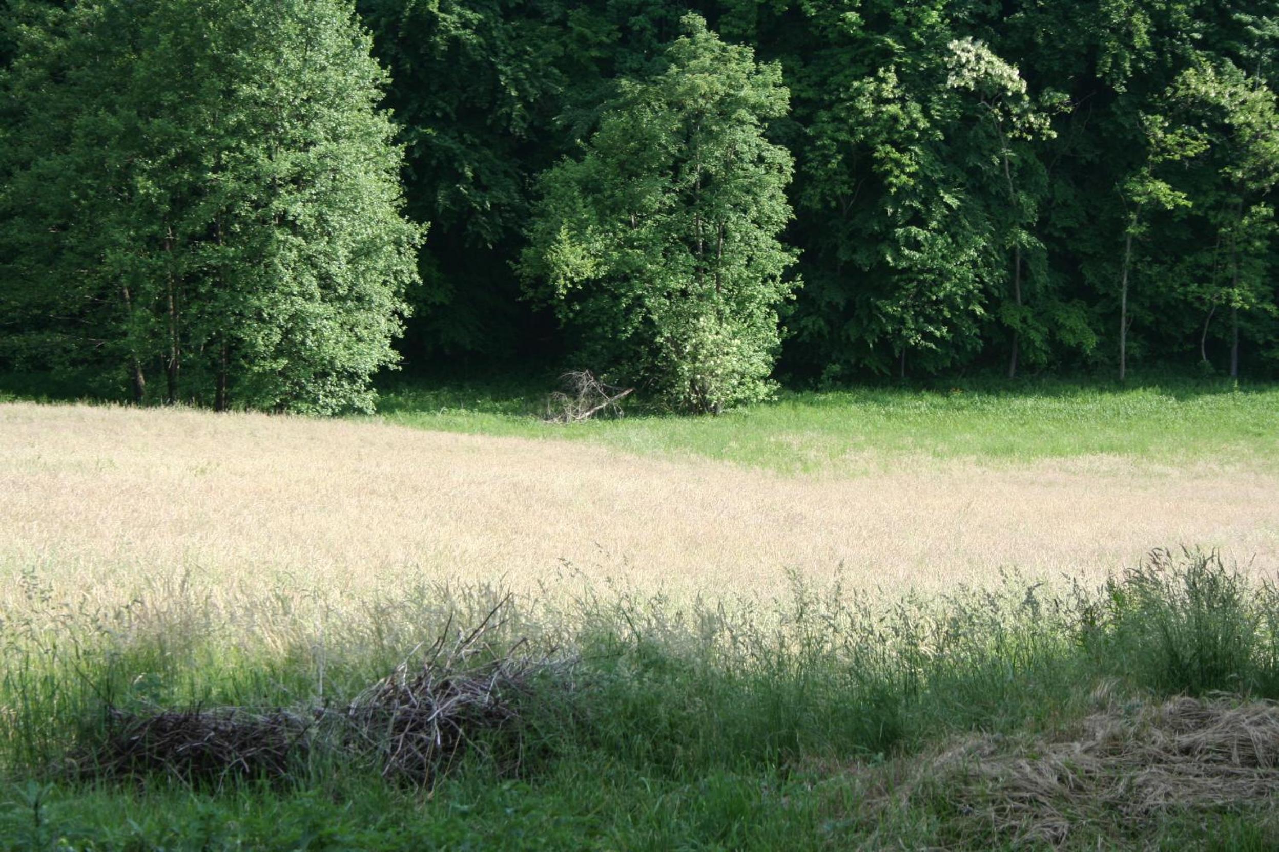 Photo 100